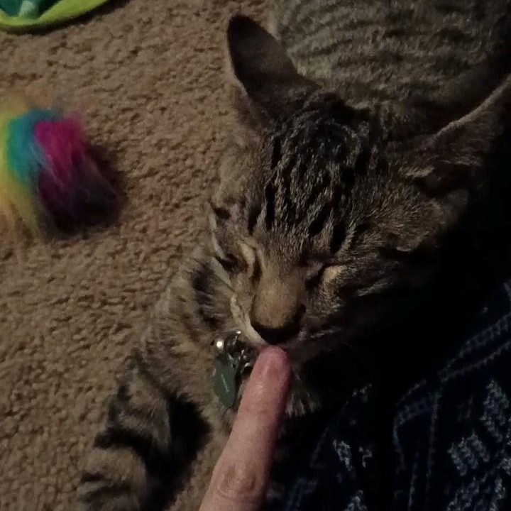 Hoagie, a ADOPTABLE Domestic Short Hair in Manchester, CT image 4/6