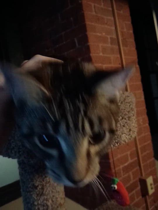 Enlarge Hoagie, a ADOPTABLE Domestic Short Hair in Manchester, CT video 5/6