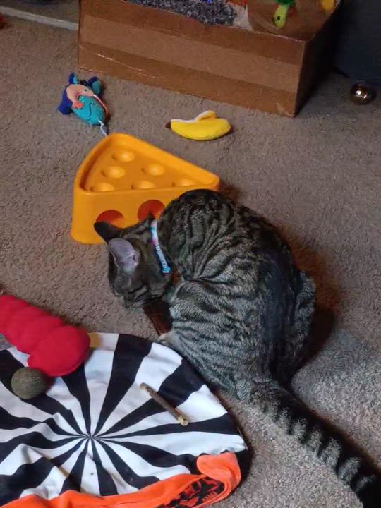 Enlarge Hoagie, a ADOPTABLE Domestic Short Hair in Manchester, CT video 6/6