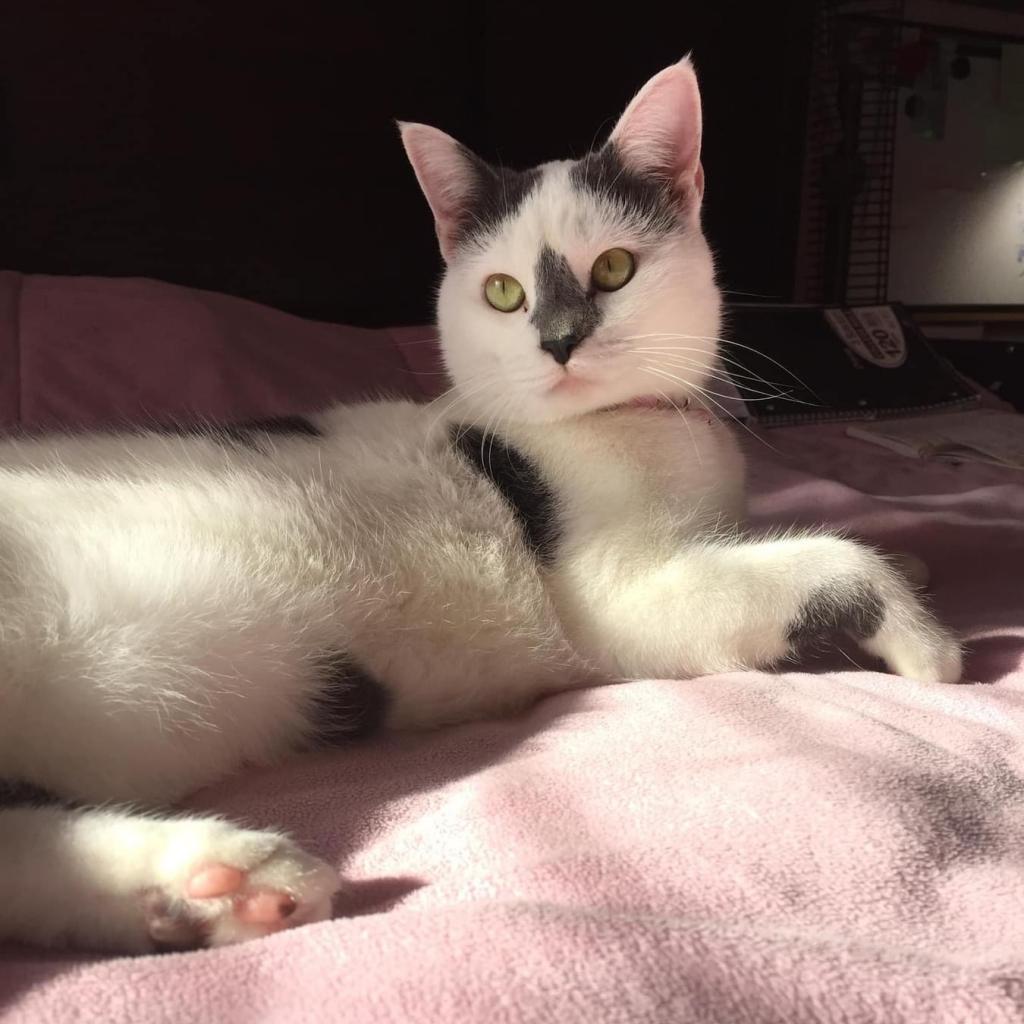 Enlarge Luna, a Adoptable Domestic Short Hair in Katy, TX image 1/5