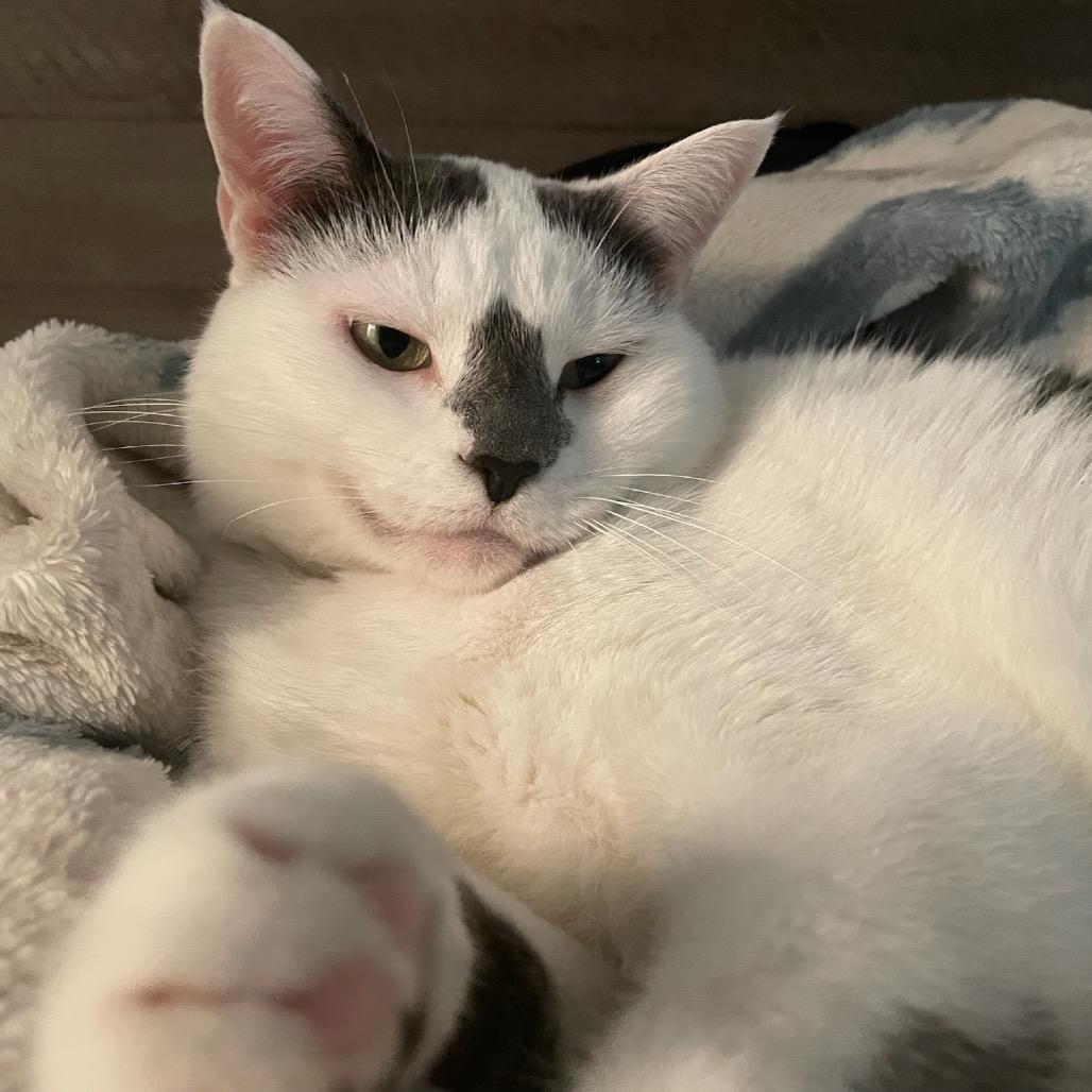 Enlarge Luna, a Adoptable Domestic Short Hair in Katy, TX image 3/5