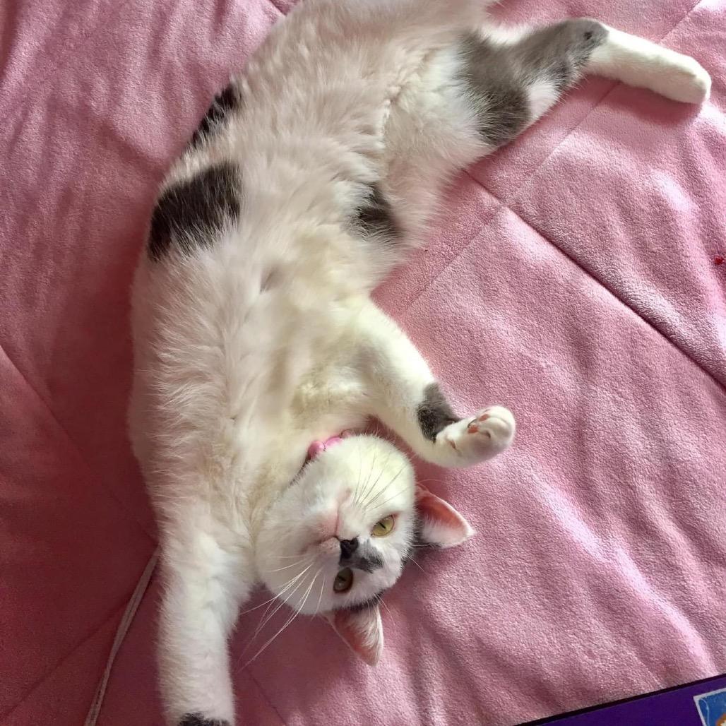 Enlarge Luna, a Adoptable Domestic Short Hair in Katy, TX image 4/5