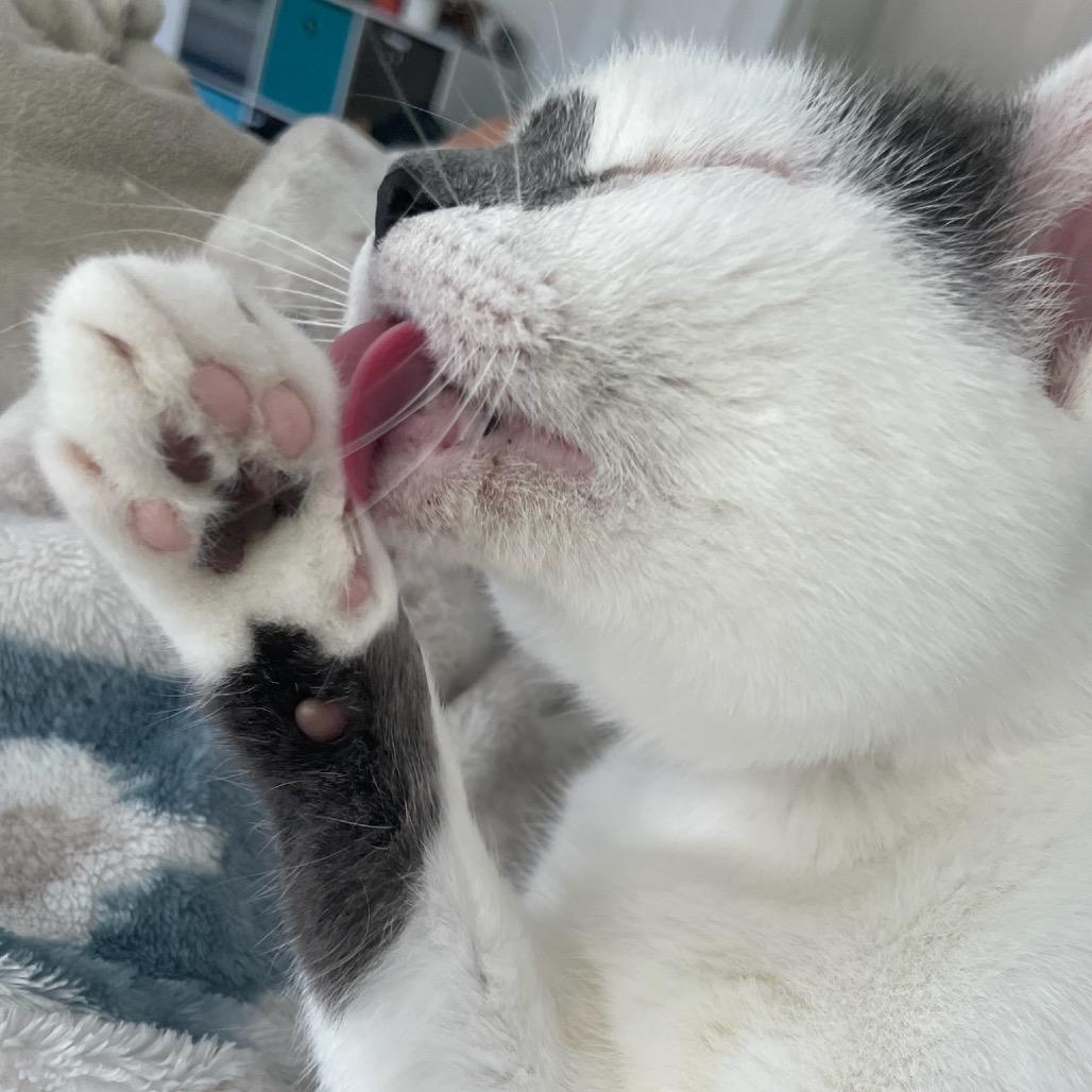 Enlarge Luna, a Adoptable Domestic Short Hair in Katy, TX image 5/5