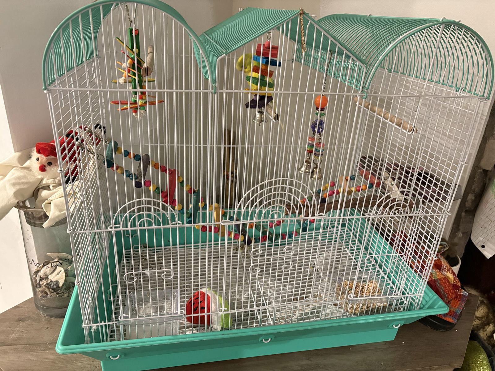 Enlarge Lemon, a Adoptable Parakeet (Other) in Mount Pleasant, SC image 1/2