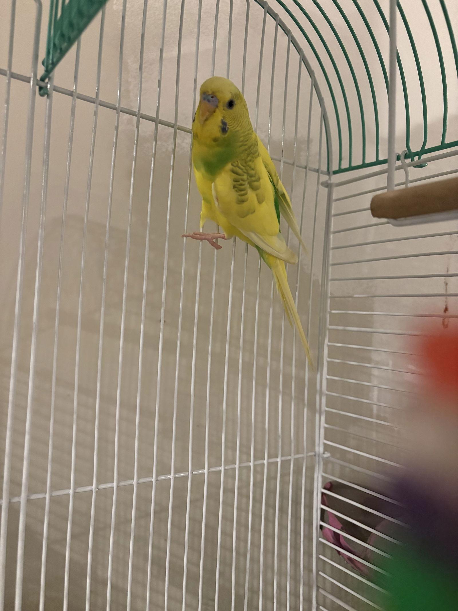 Enlarge Lemon, a Adoptable Parakeet (Other) in Mount Pleasant, SC image 2/2