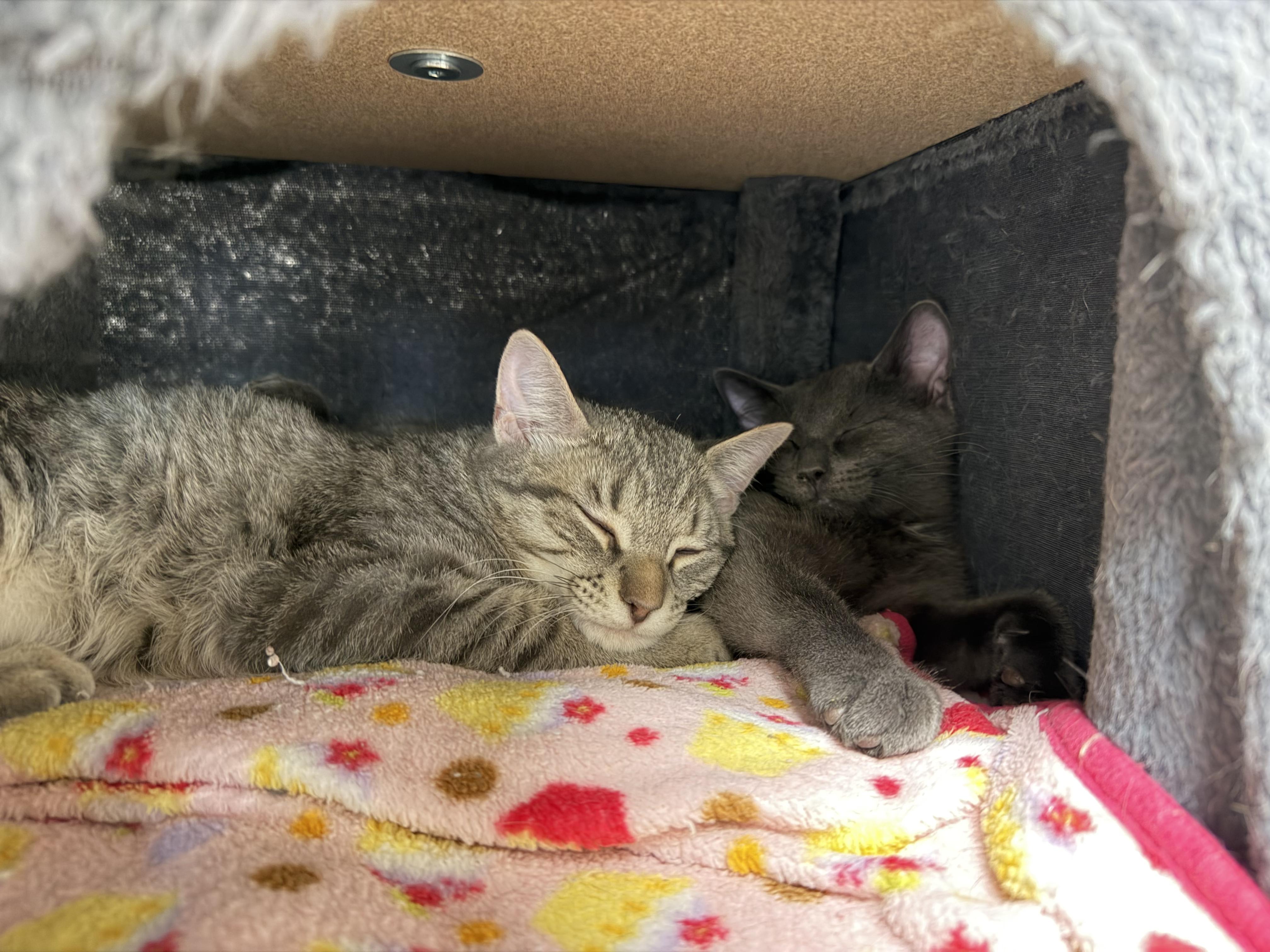 Enlarge Basil, an adopted mixed breed in North Kingstown, RI image 4/5