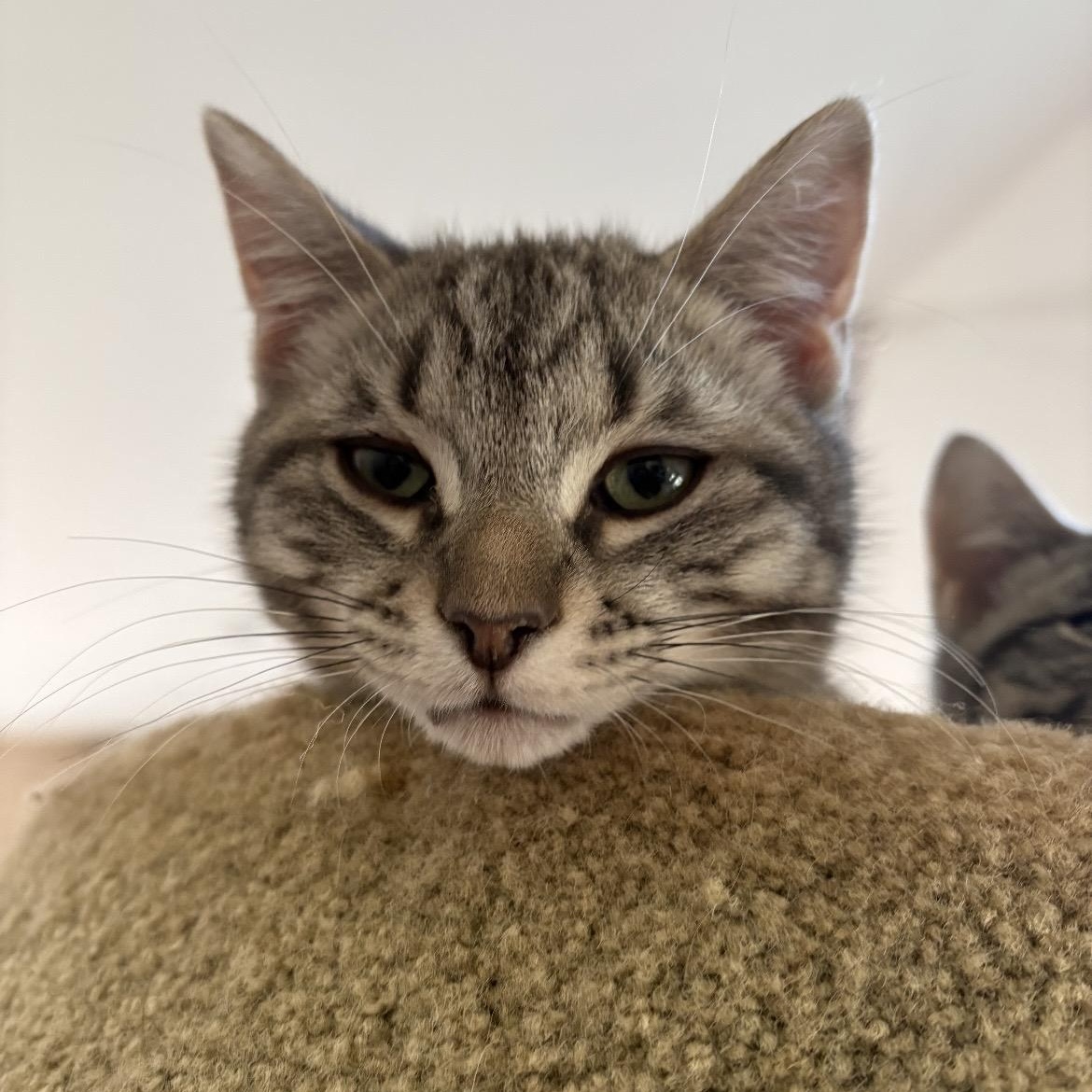 Enlarge Basil, an adopted mixed breed in North Kingstown, RI image 1/5