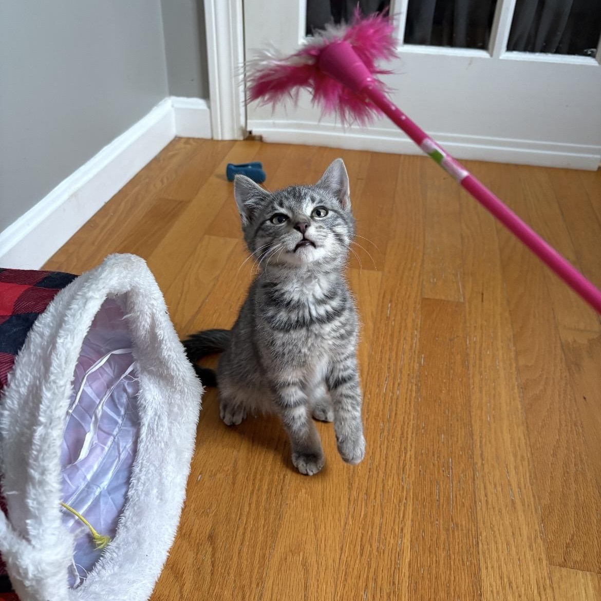 Enlarge Basil, an adopted mixed breed in North Kingstown, RI image 2/5