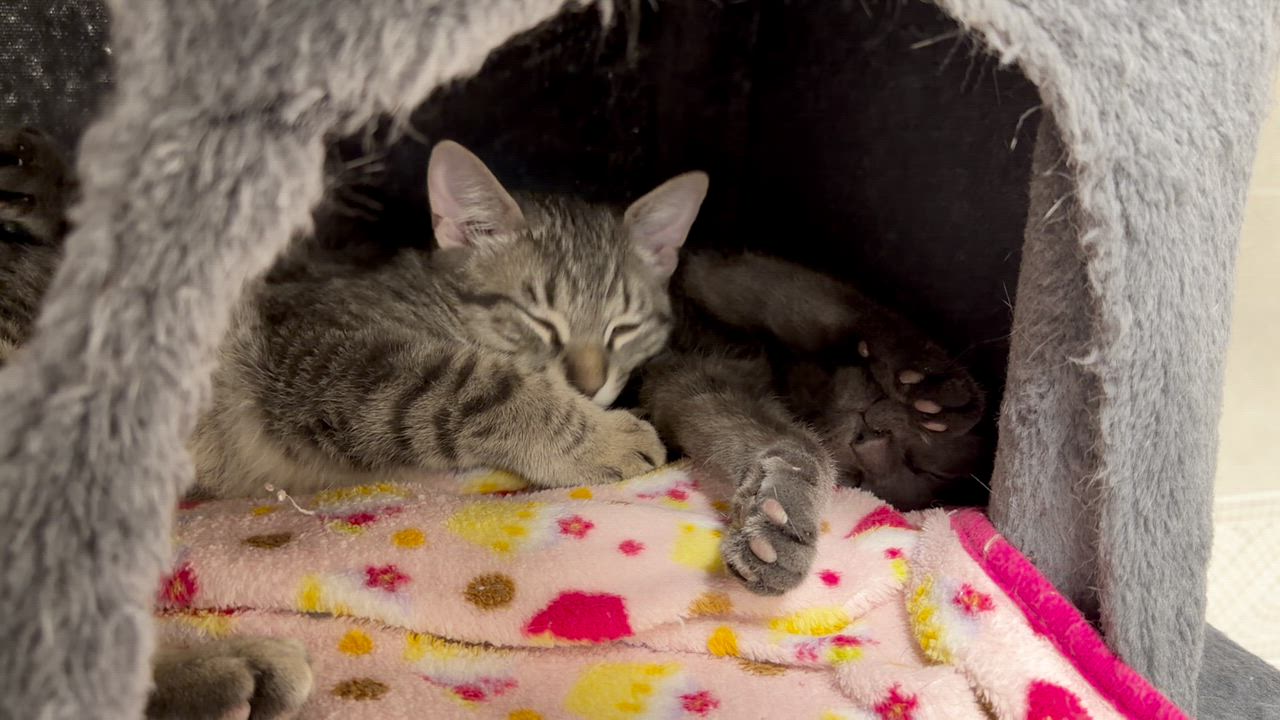 Enlarge Basil, an adopted mixed breed in North Kingstown, RI video 3/5