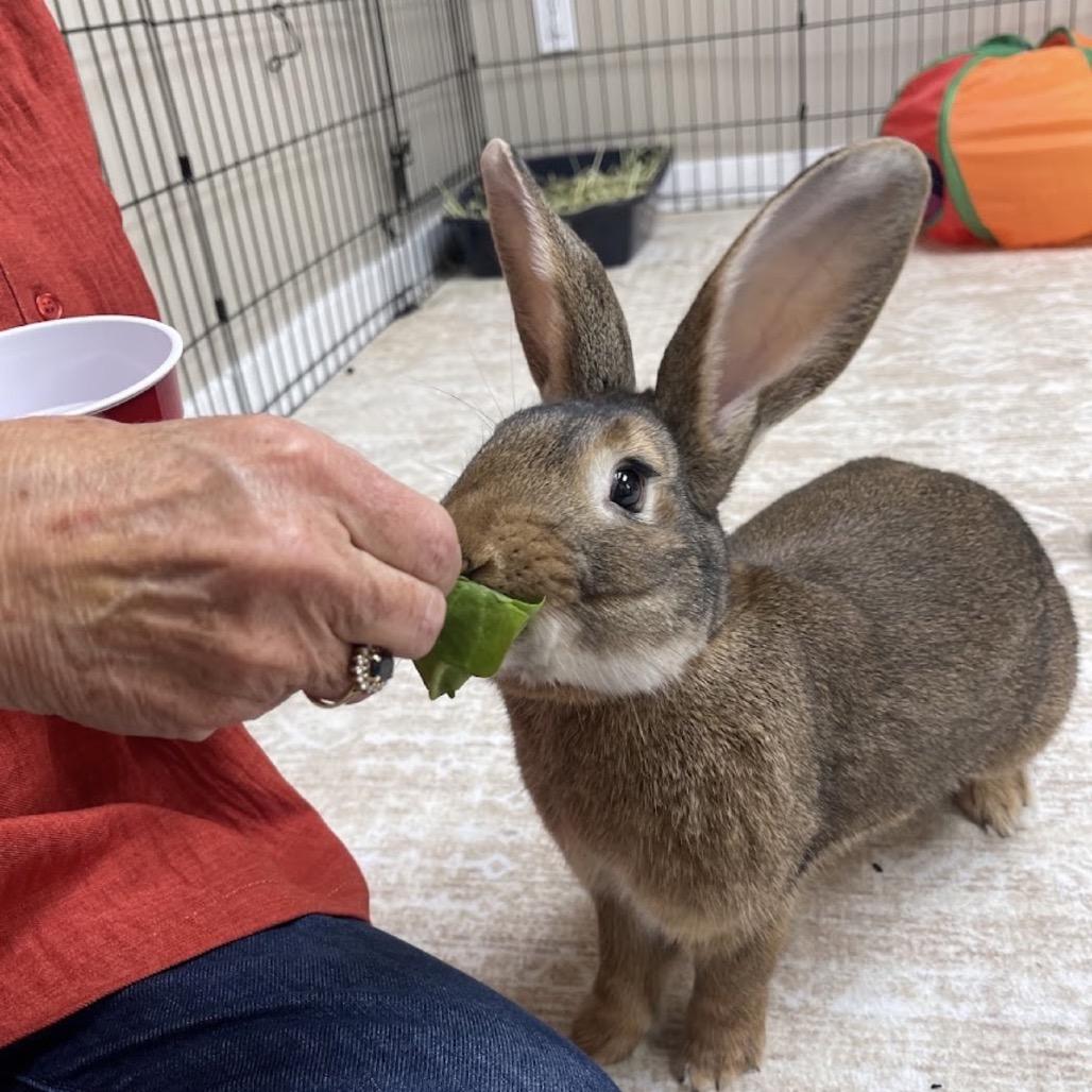 Bear Claw, Adoptable, Young Male Flemish Giant.