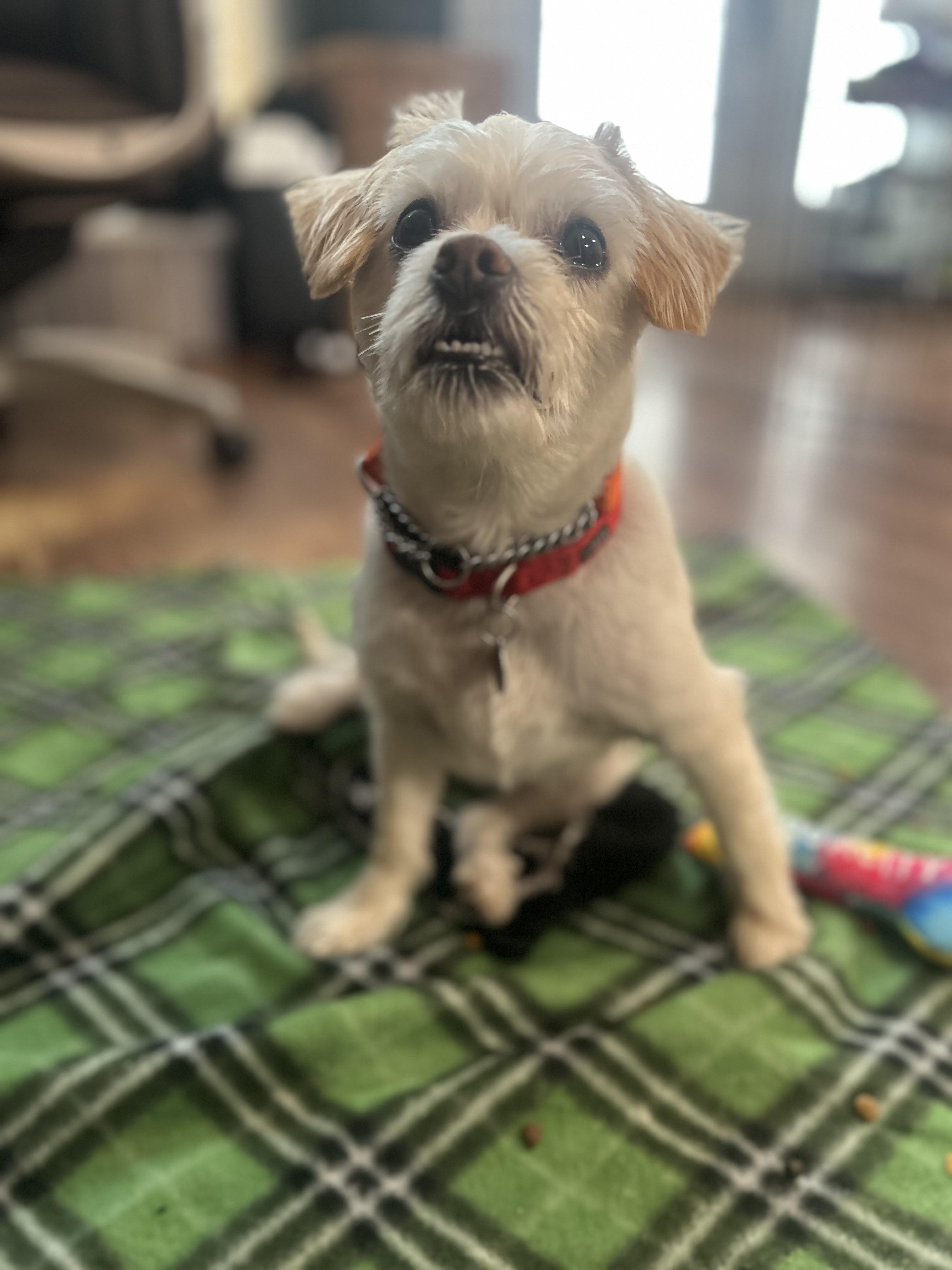 Enlarge Gator, a ADOPTABLE Mixed Breed in Philadelphia, PA image 2/3