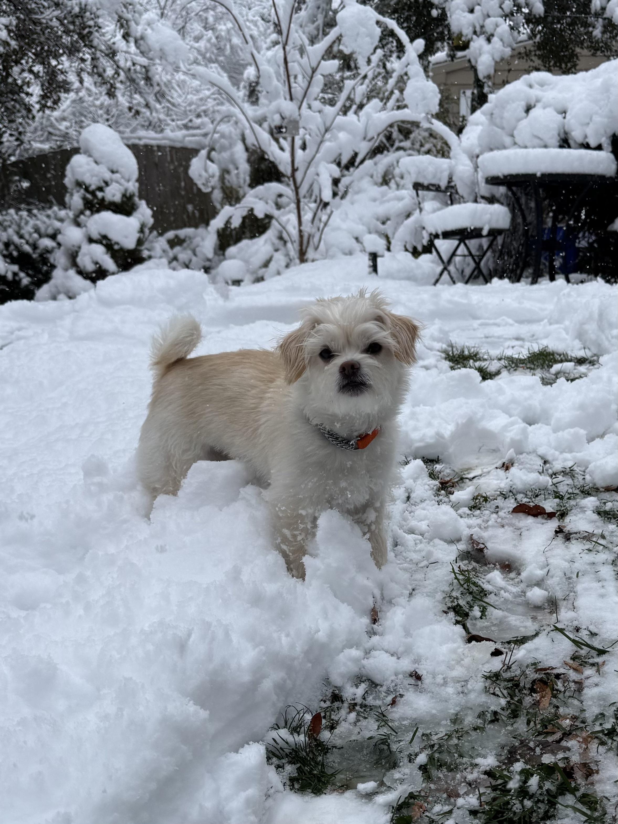 Enlarge Gator, a ADOPTABLE Mixed Breed in Philadelphia, PA image 3/3