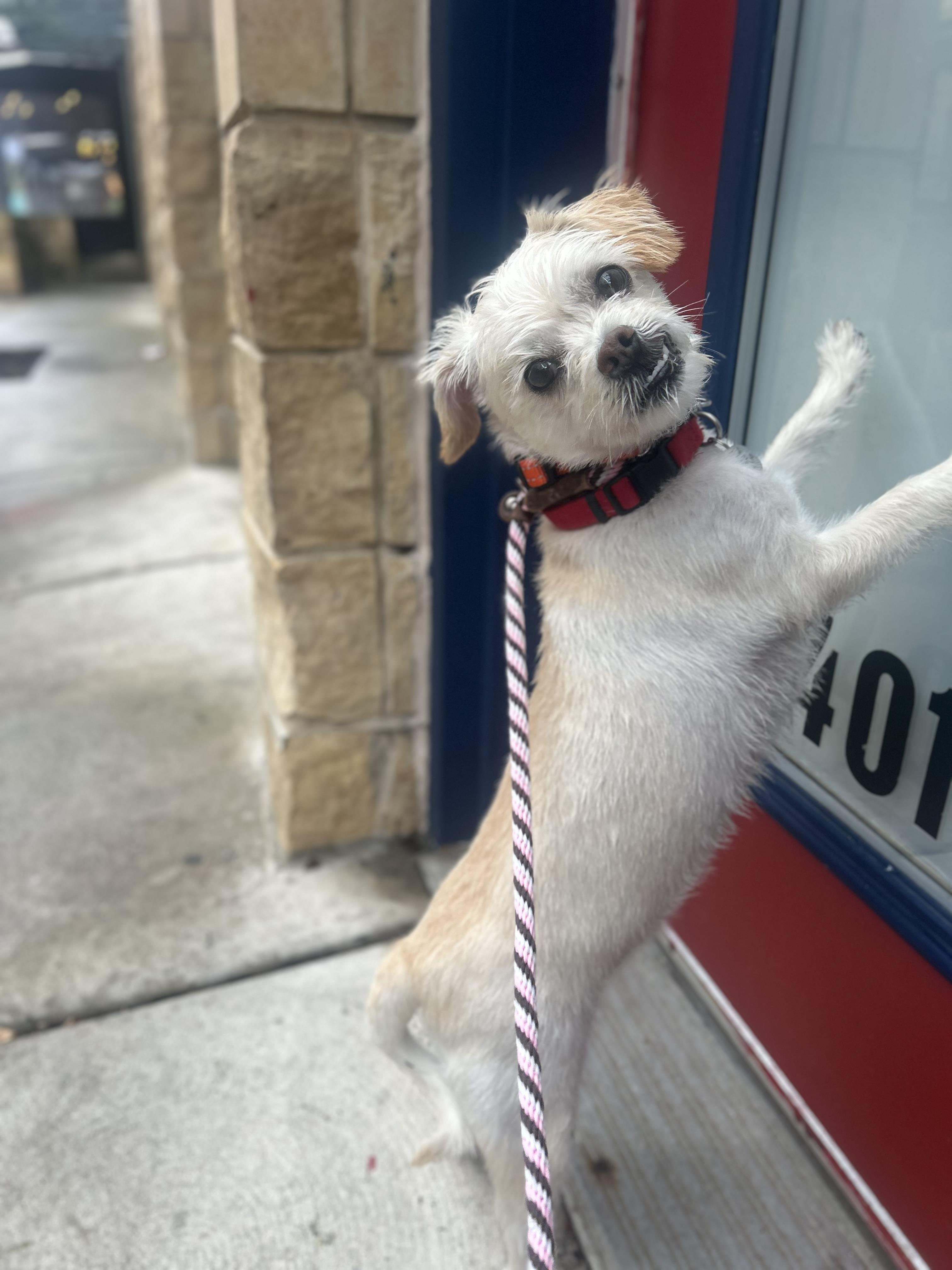 Enlarge Gator, a ADOPTABLE Mixed Breed in Philadelphia, PA image 1/3