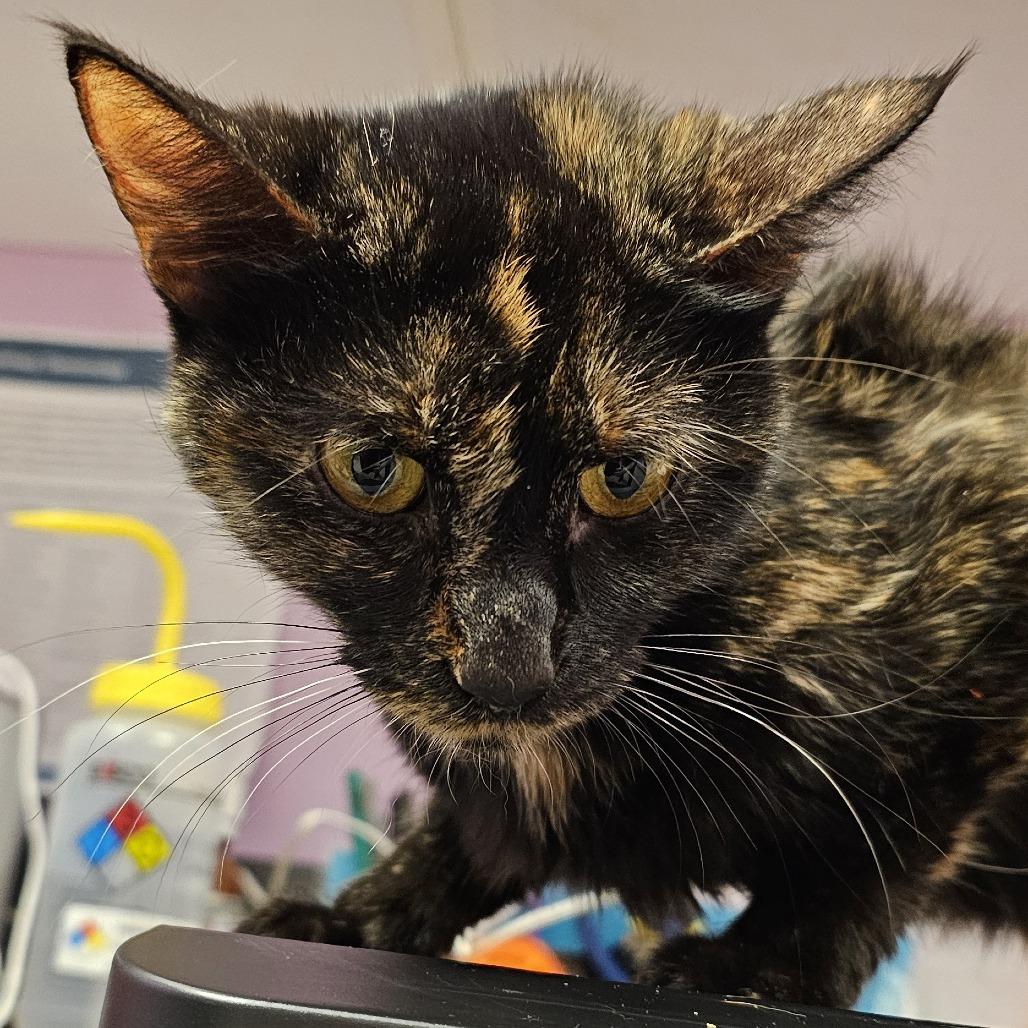 Fortune, ADOPTABLE, Adult Female Domestic Short Hair.