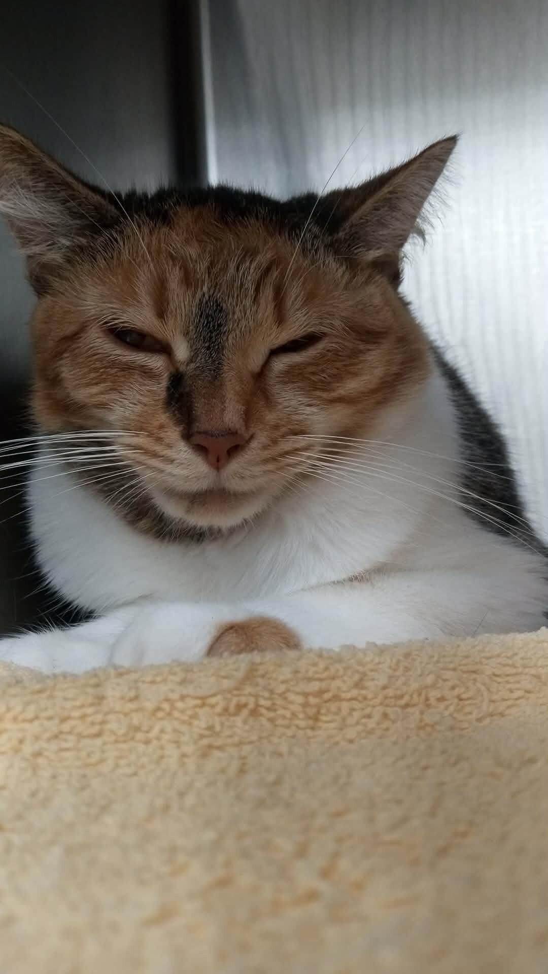 Unknown, Adoptable, Adult Female Domestic Short Hair.