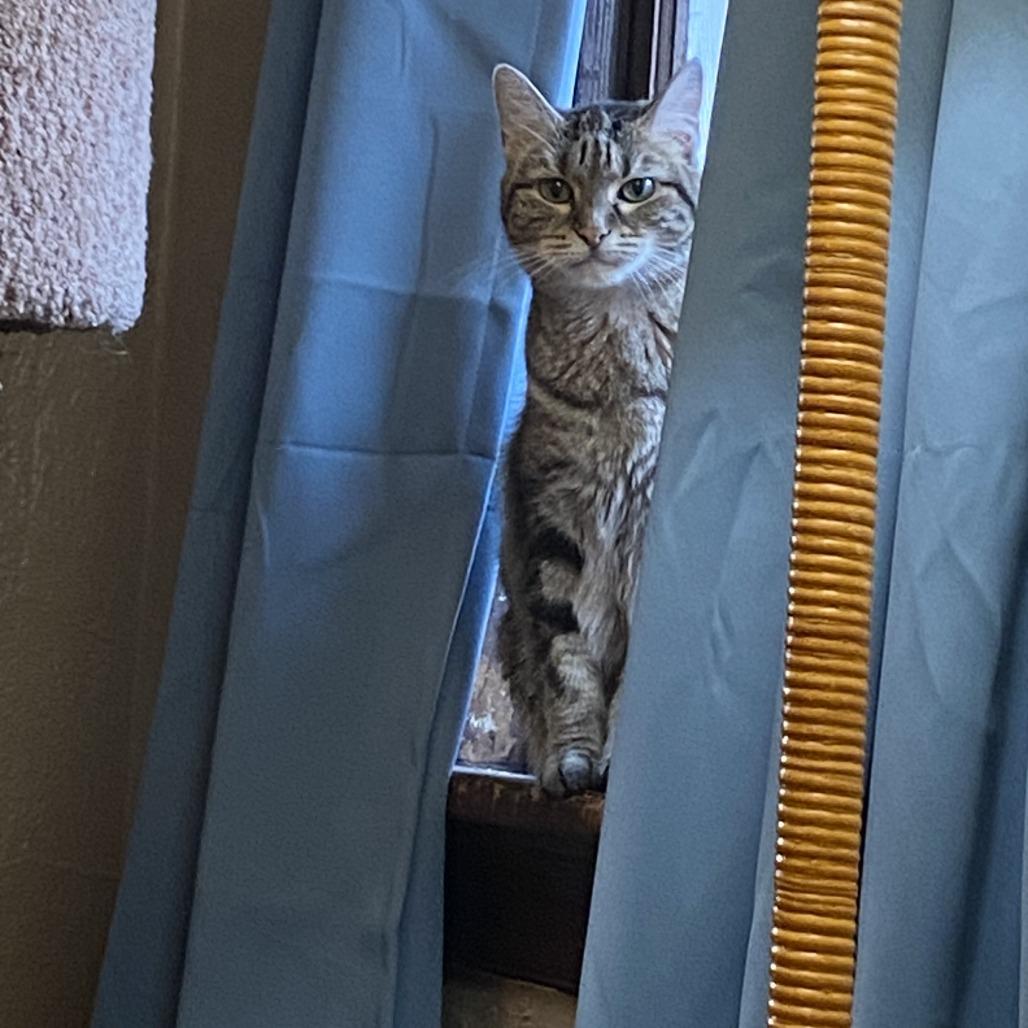 Bea Arthur, a Adoptable Domestic Short Hair in St. Louis, MO image 1/4