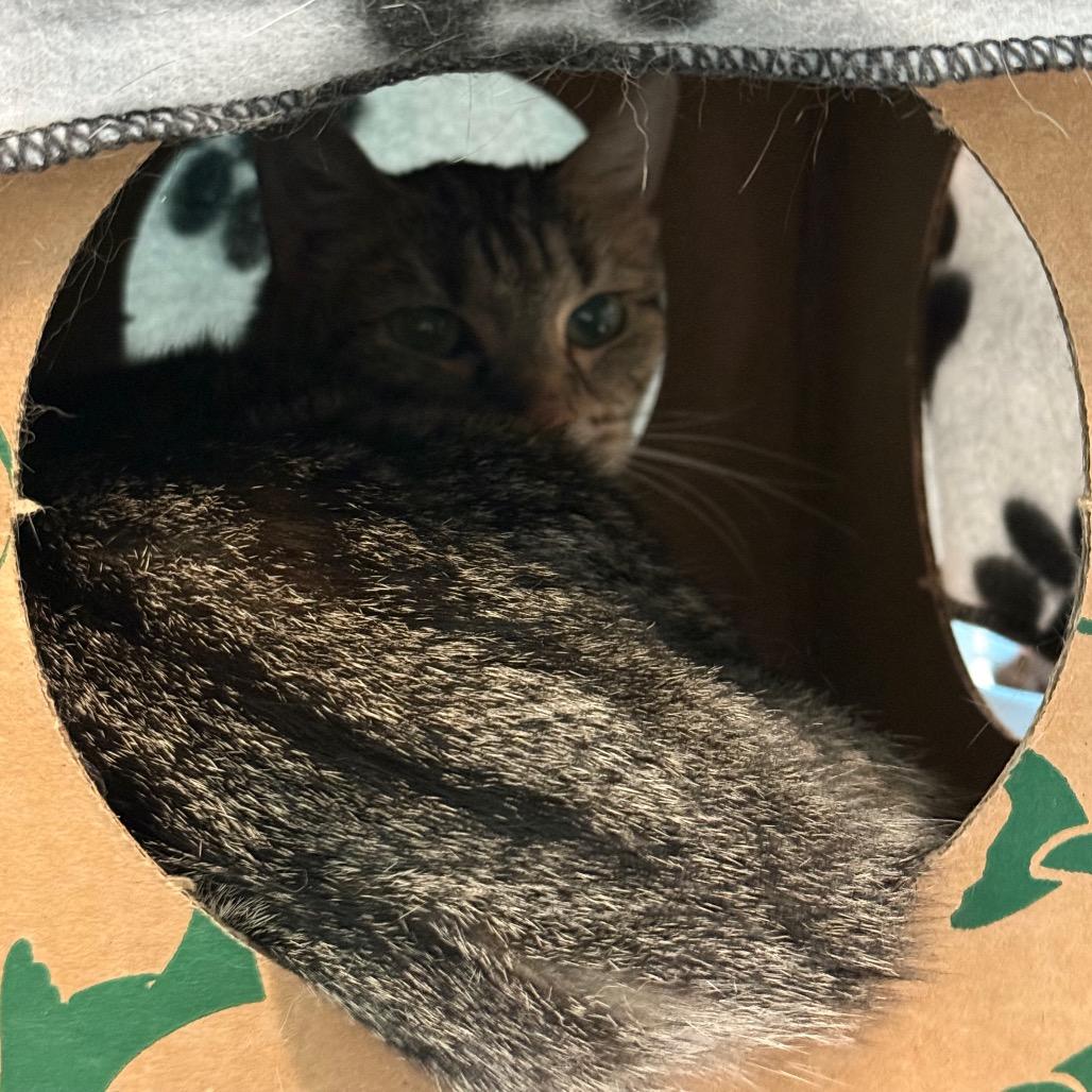 Bea Arthur, a Adoptable Domestic Short Hair in St. Louis, MO image 2/4