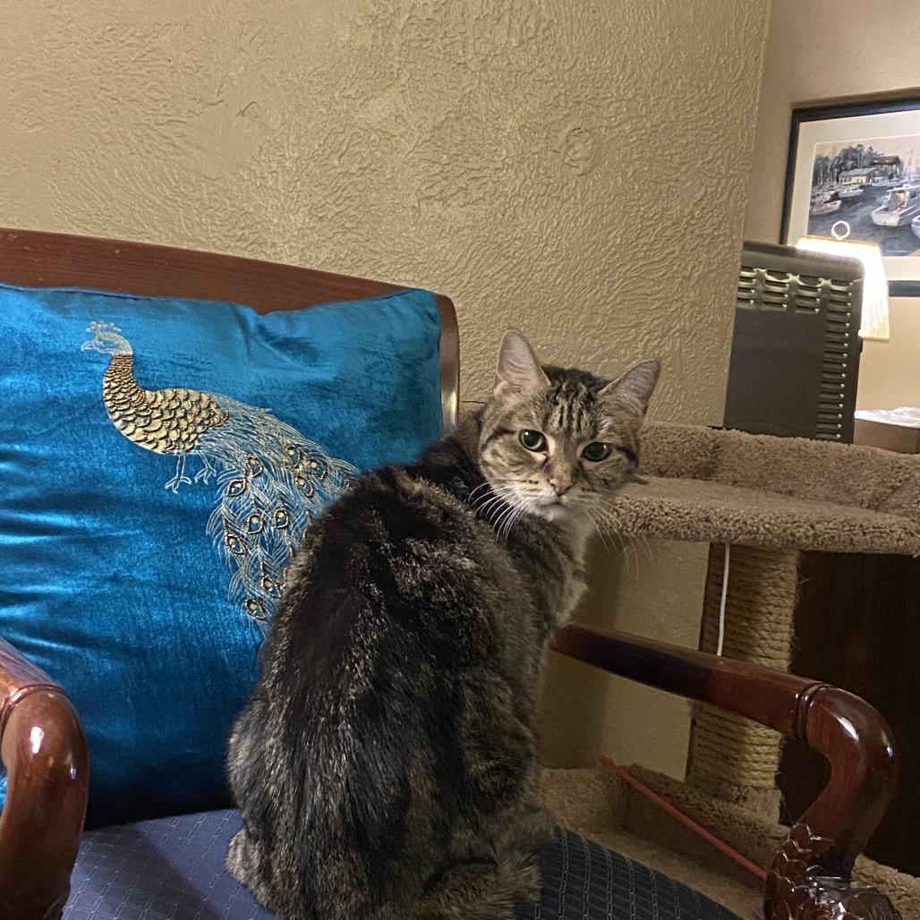 Bea Arthur, a Adoptable Domestic Short Hair in St. Louis, MO image 3/4