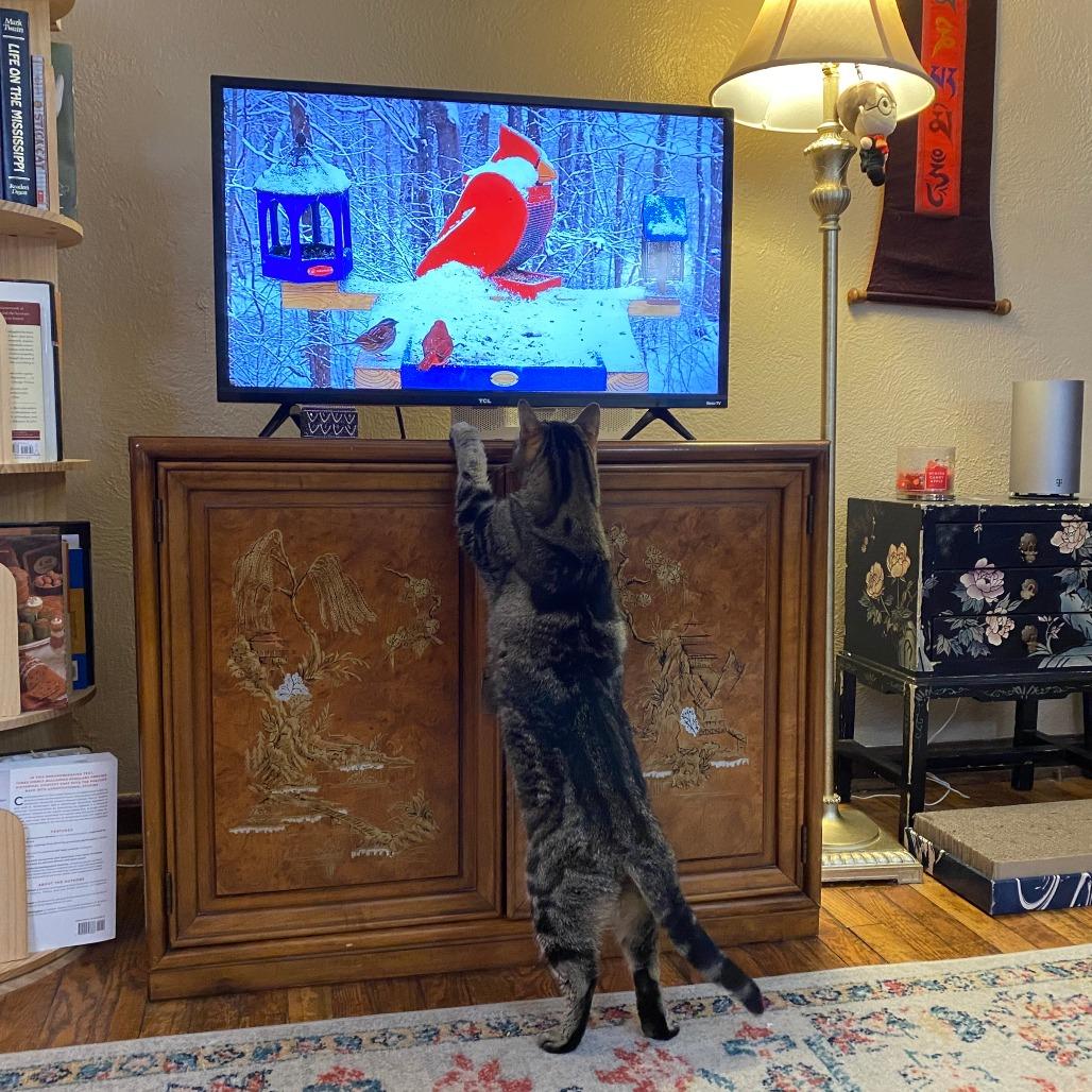 Enlarge Bea Arthur, a Adoptable Domestic Short Hair in St. Louis, MO image 6/6