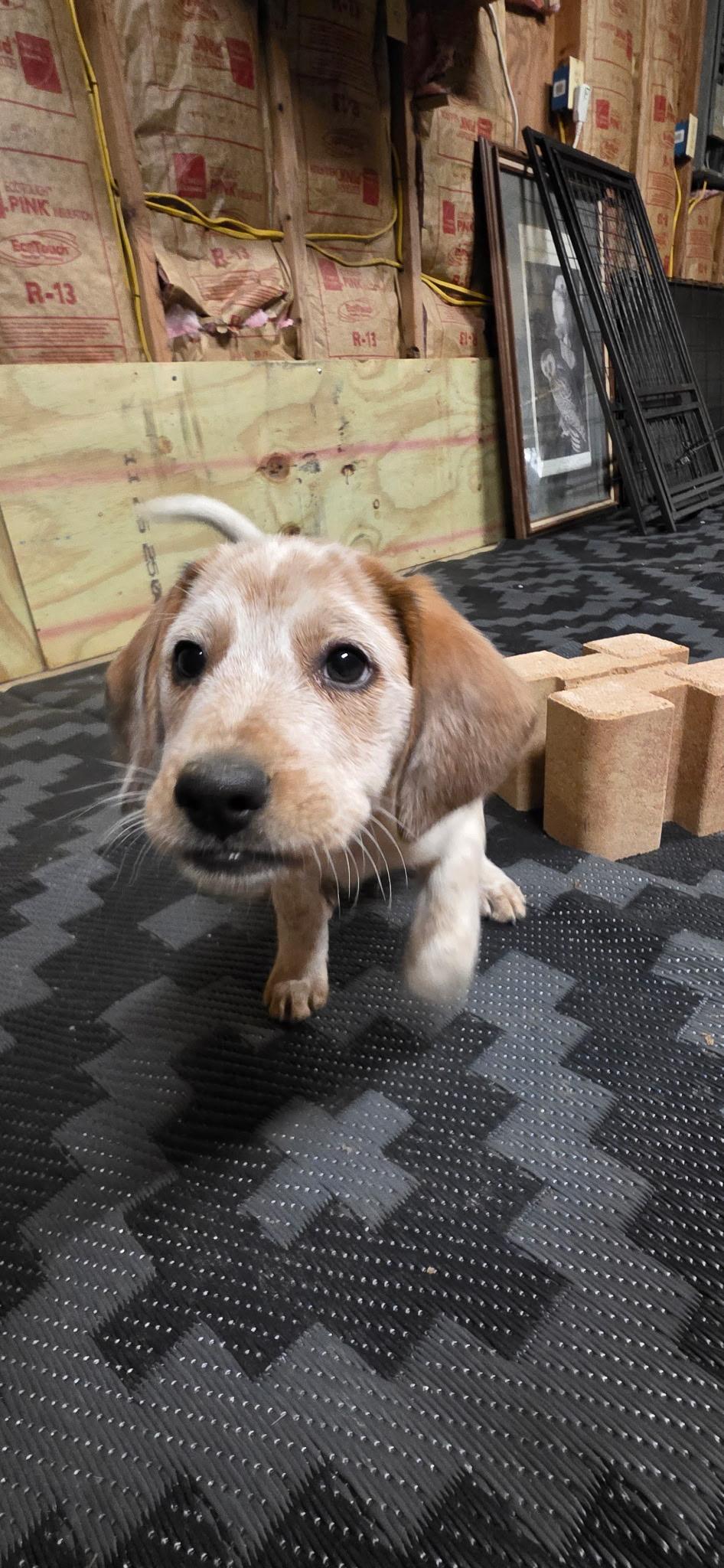 Happy, ADOPTABLE, Puppy Male Beagle & Australian Cattle Dog / Blue Heeler.