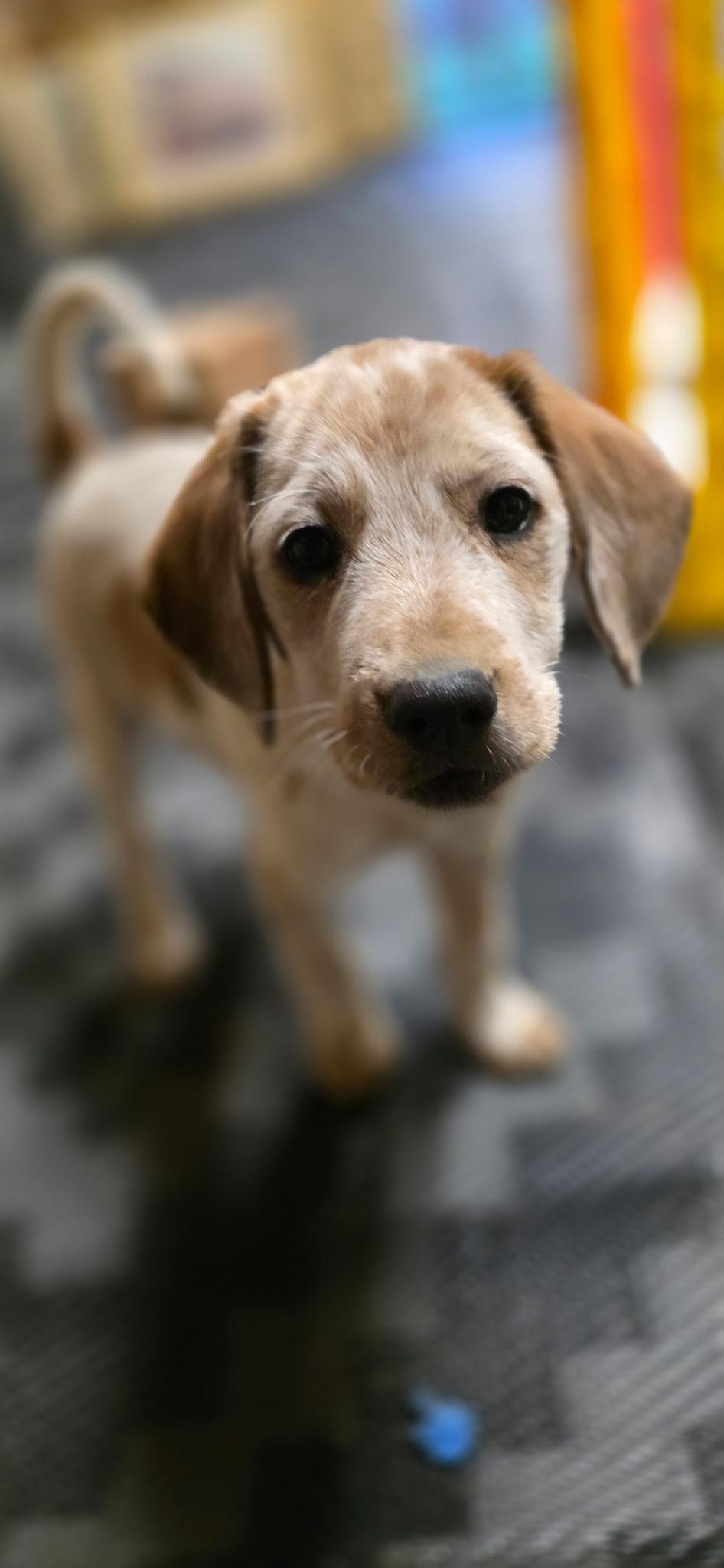 Enlarge Happy, a ADOPTABLE mixed breed in Baker, LA image 2/4