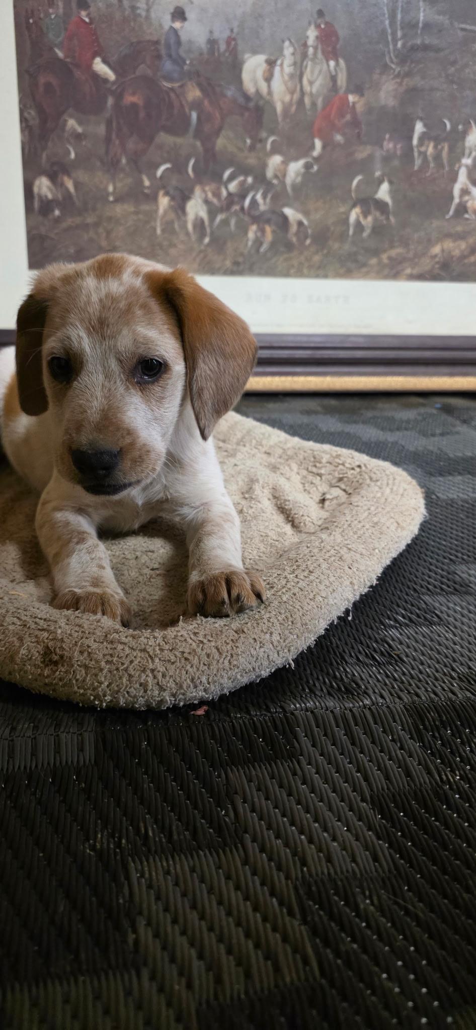 Enlarge Happy, a ADOPTABLE mixed breed in Baker, LA image 3/4