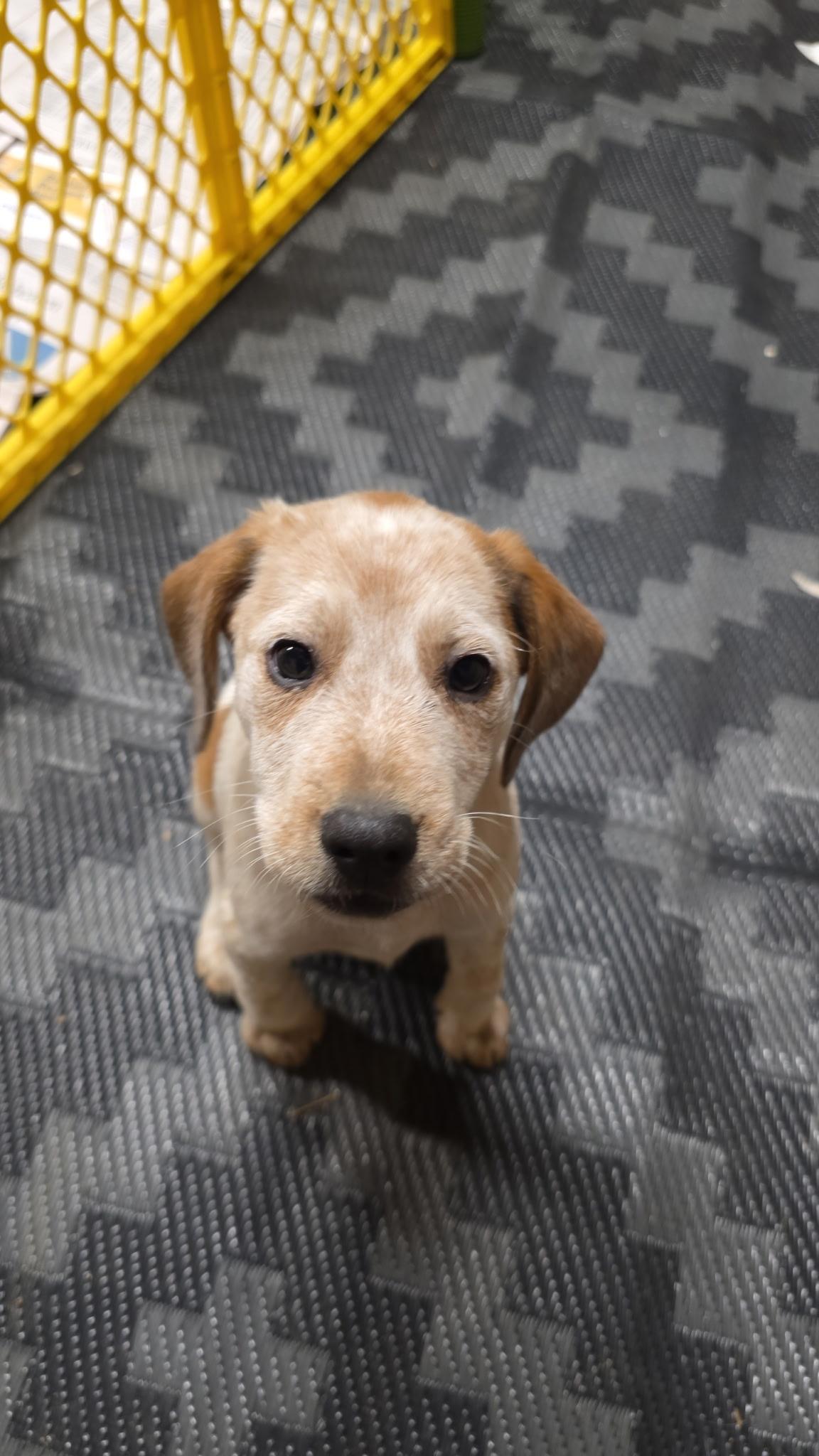 Enlarge Happy, a ADOPTABLE mixed breed in Baker, LA image 4/4