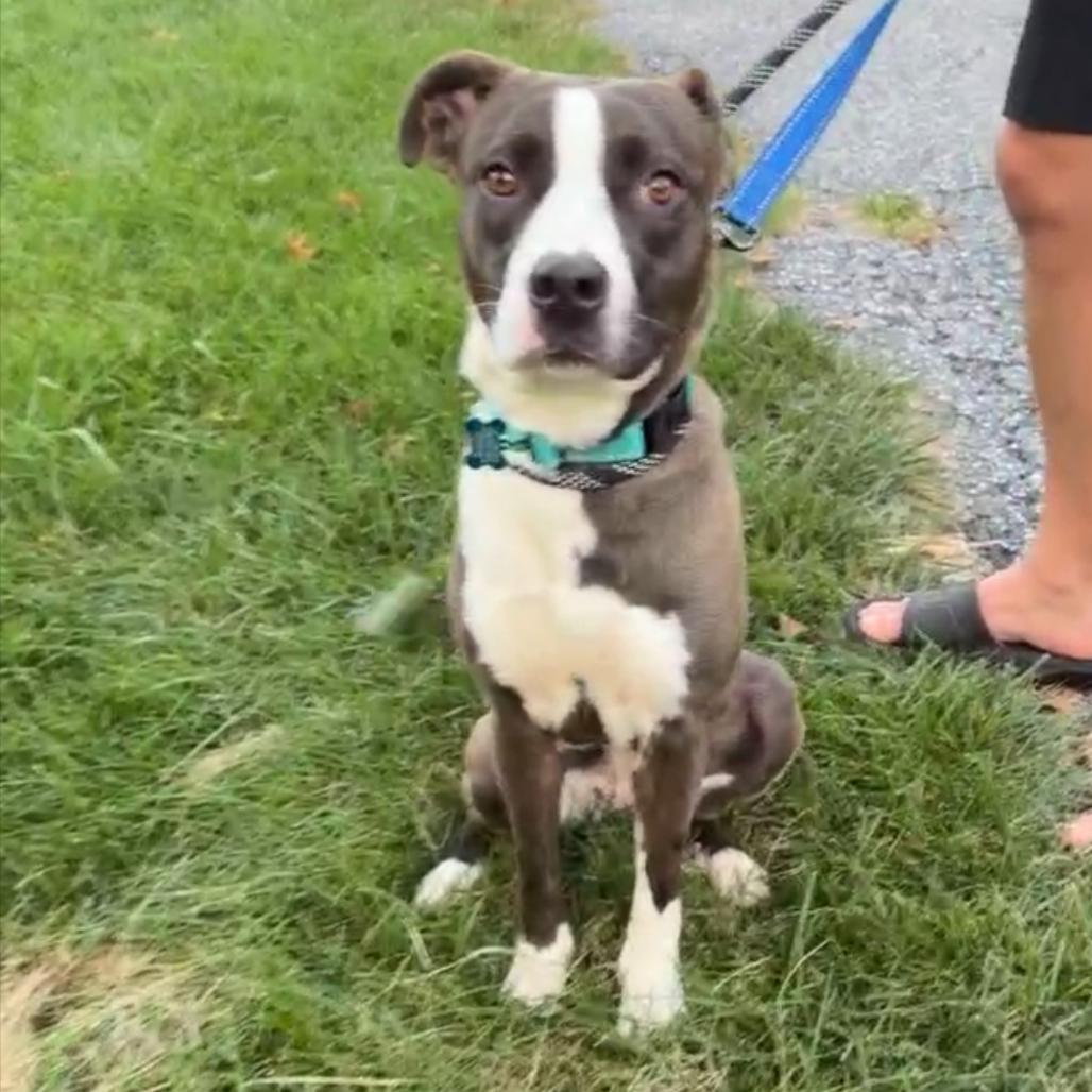 Hot pocket, Adoptable, Adult Female Pit Bull Terrier & Mixed Breed.