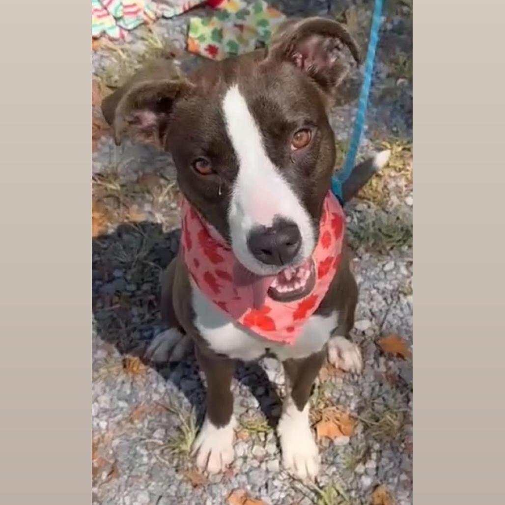 Enlarge Hot pocket, a Adoptable mixed breed in Phoenix, MD image 2/2