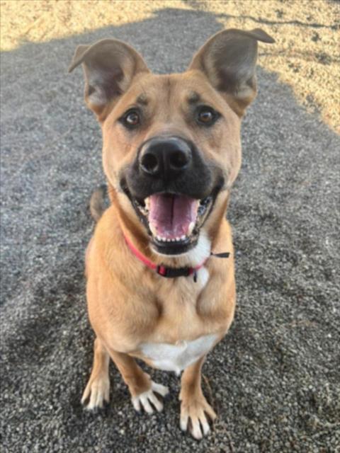 JACK, Adoptable, Adult Male German Shepherd Dog & Pit Bull Terrier.