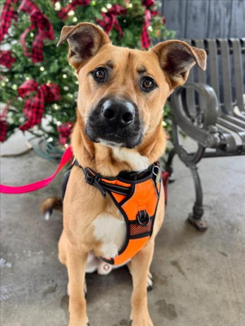 JACK, Adoptable, Adult Male German Shepherd Dog & Pit Bull Terrier.