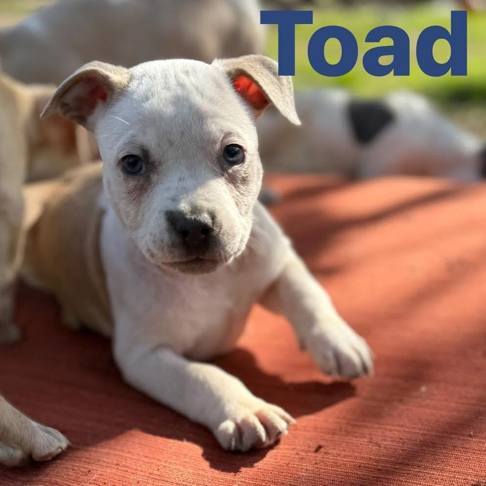 Enlarge Toad, an adoptable mixed breed in Ayden, NC image 2/5