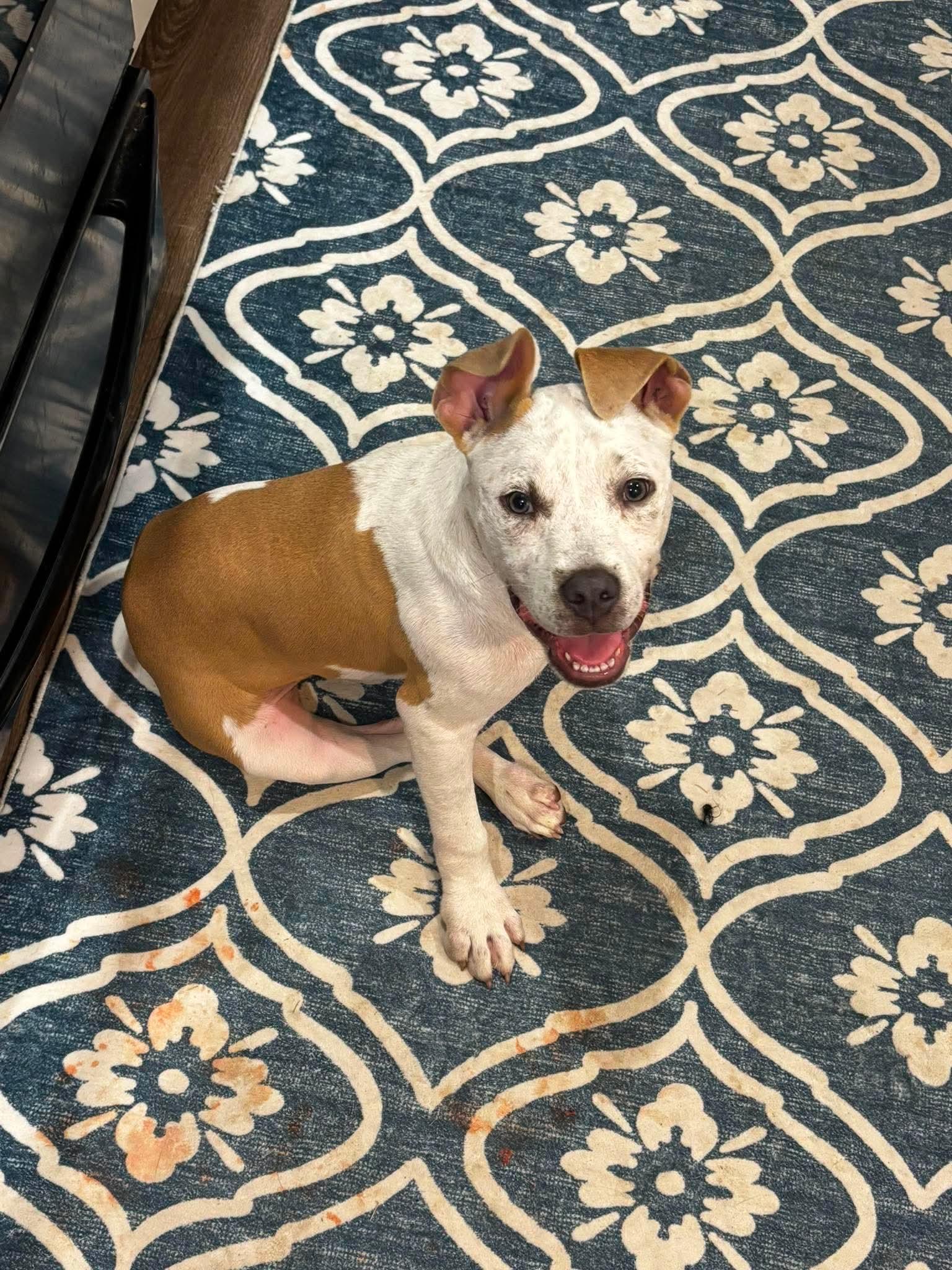 Toad, adoptable, Puppy Male Bulldog & Pit Bull Terrier.