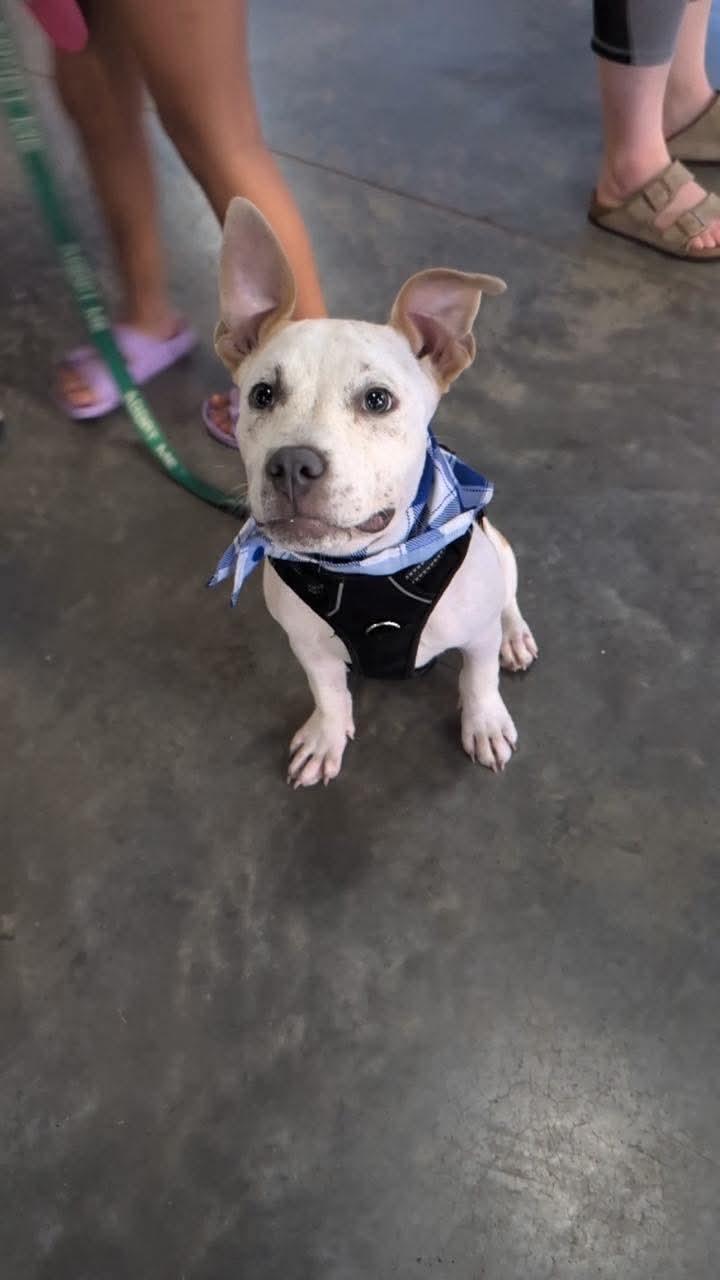 Toad, an adoptable mixed breed in Ayden, NC image 5/6