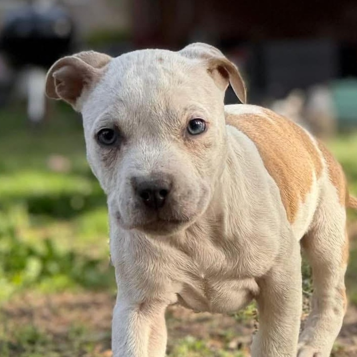 Enlarge Toad, an adoptable mixed breed in Ayden, NC image 5/5