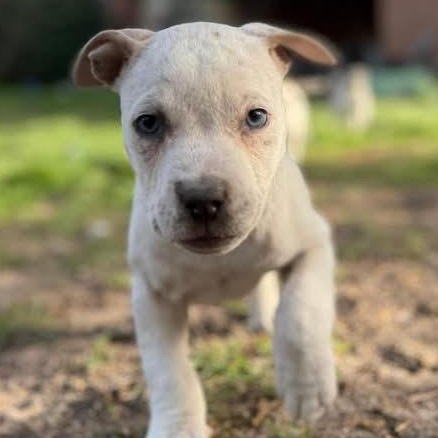 Enlarge Toad, an adoptable mixed breed in Ayden, NC image 4/5