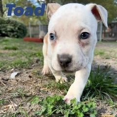 Enlarge Toad, an adoptable mixed breed in Ayden, NC image 3/5