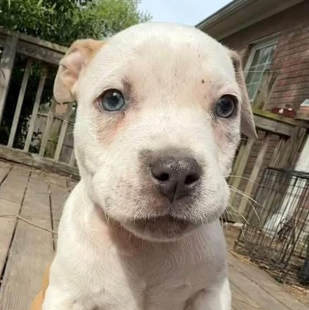 Enlarge Toad, an adoptable mixed breed in Ayden, NC image 1/5