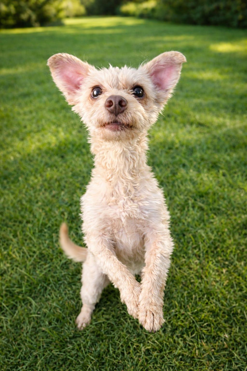 Enlarge Gigis , an adopted mixed breed in Chula Vista, CA image 2/3