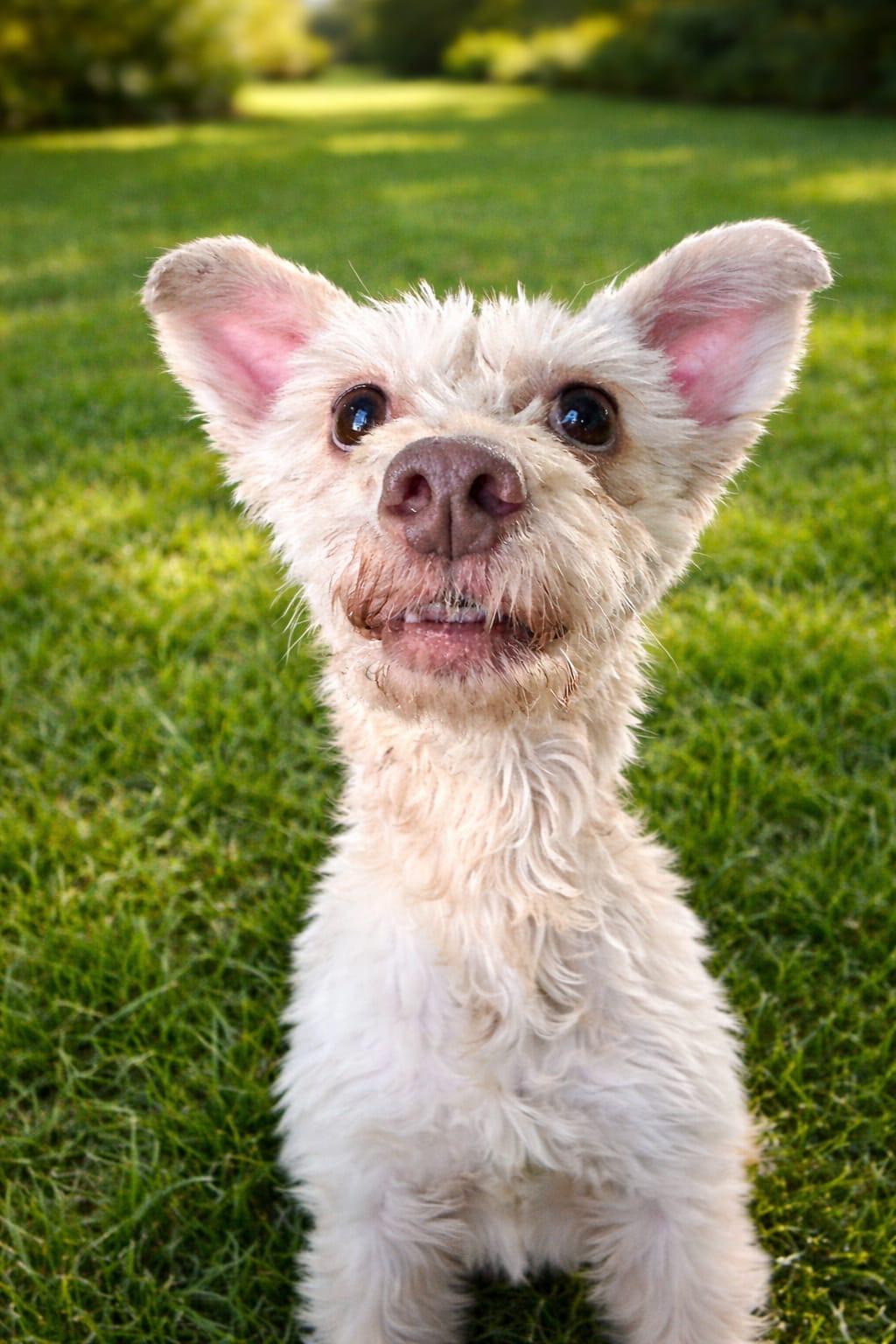 Enlarge Gigis , an adopted mixed breed in Chula Vista, CA image 3/3