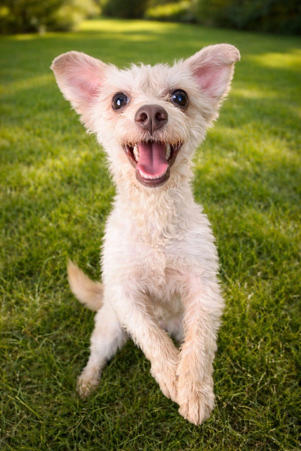 Enlarge Gigis , an adopted mixed breed in Chula Vista, CA image 1/3