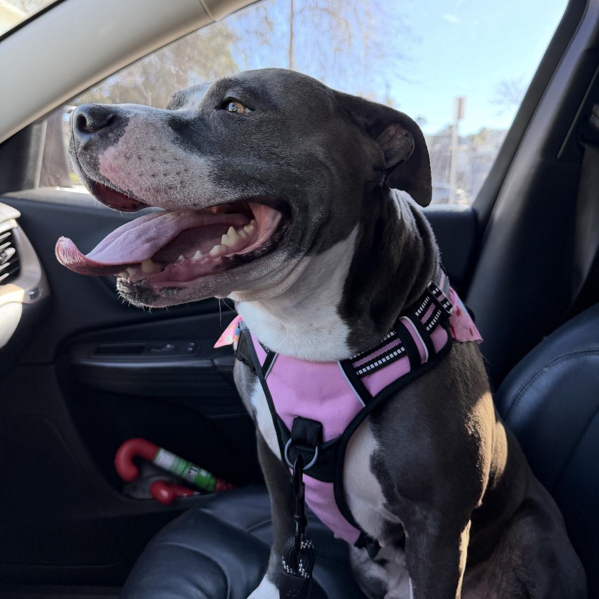 Enlarge Maggie, a ADOPTABLE mixed breed in Los Angeles, CA image 2/6