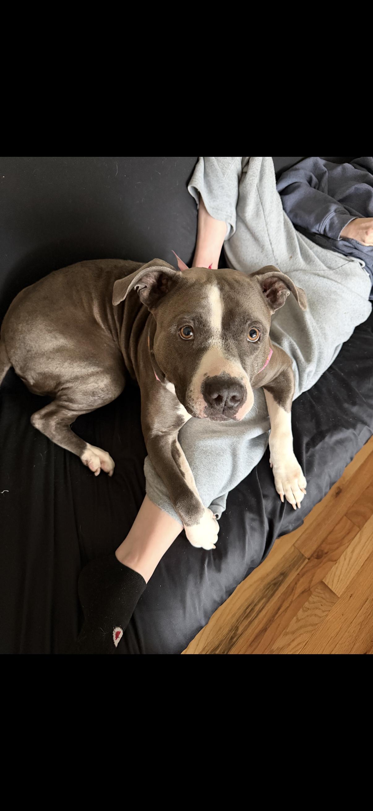 Enlarge Maggie, a ADOPTABLE mixed breed in Los Angeles, CA image 3/6