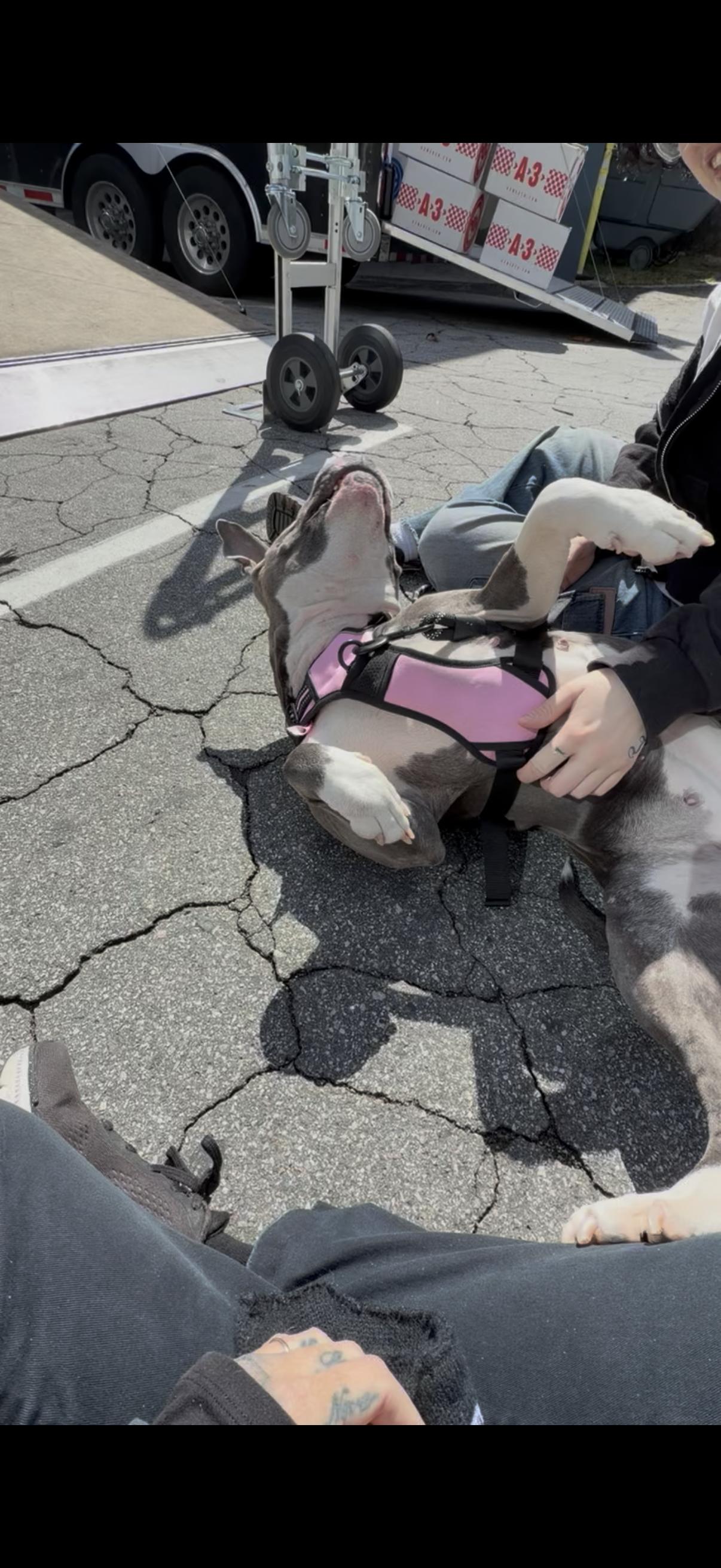 Enlarge Maggie, a ADOPTABLE mixed breed in Los Angeles, CA image 5/6