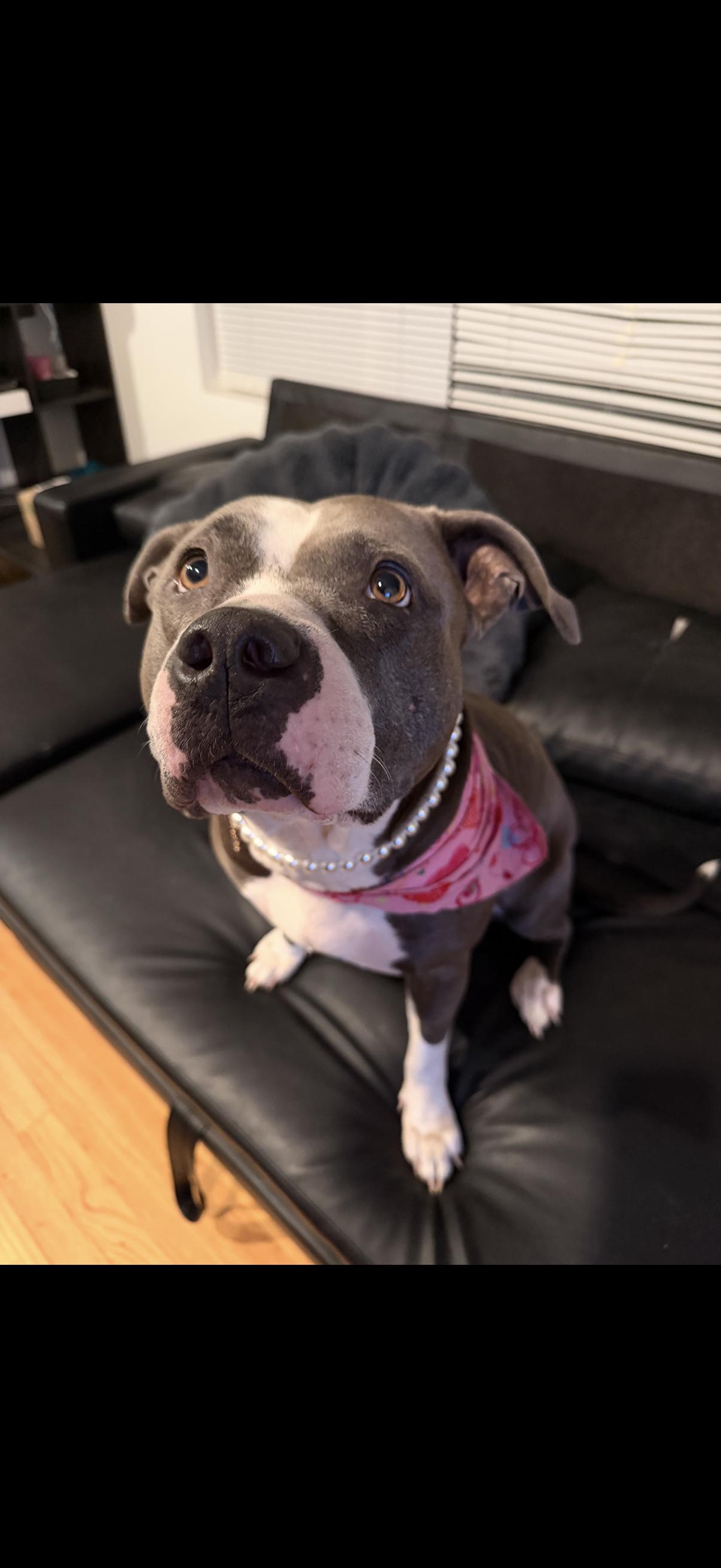 Enlarge Maggie, a ADOPTABLE mixed breed in Los Angeles, CA image 6/6