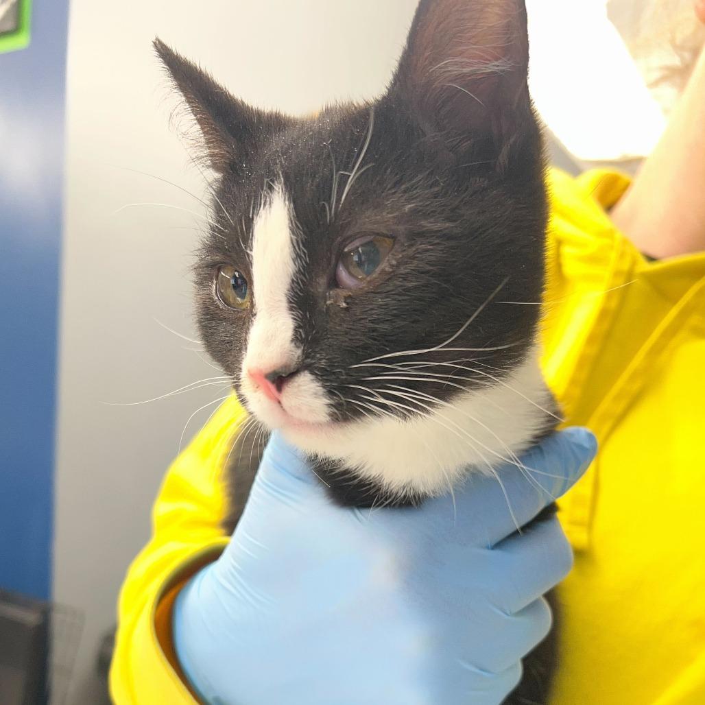 Enlarge Scoot, a Adoptable Domestic Short Hair in Oak Hill, WV image 1/1