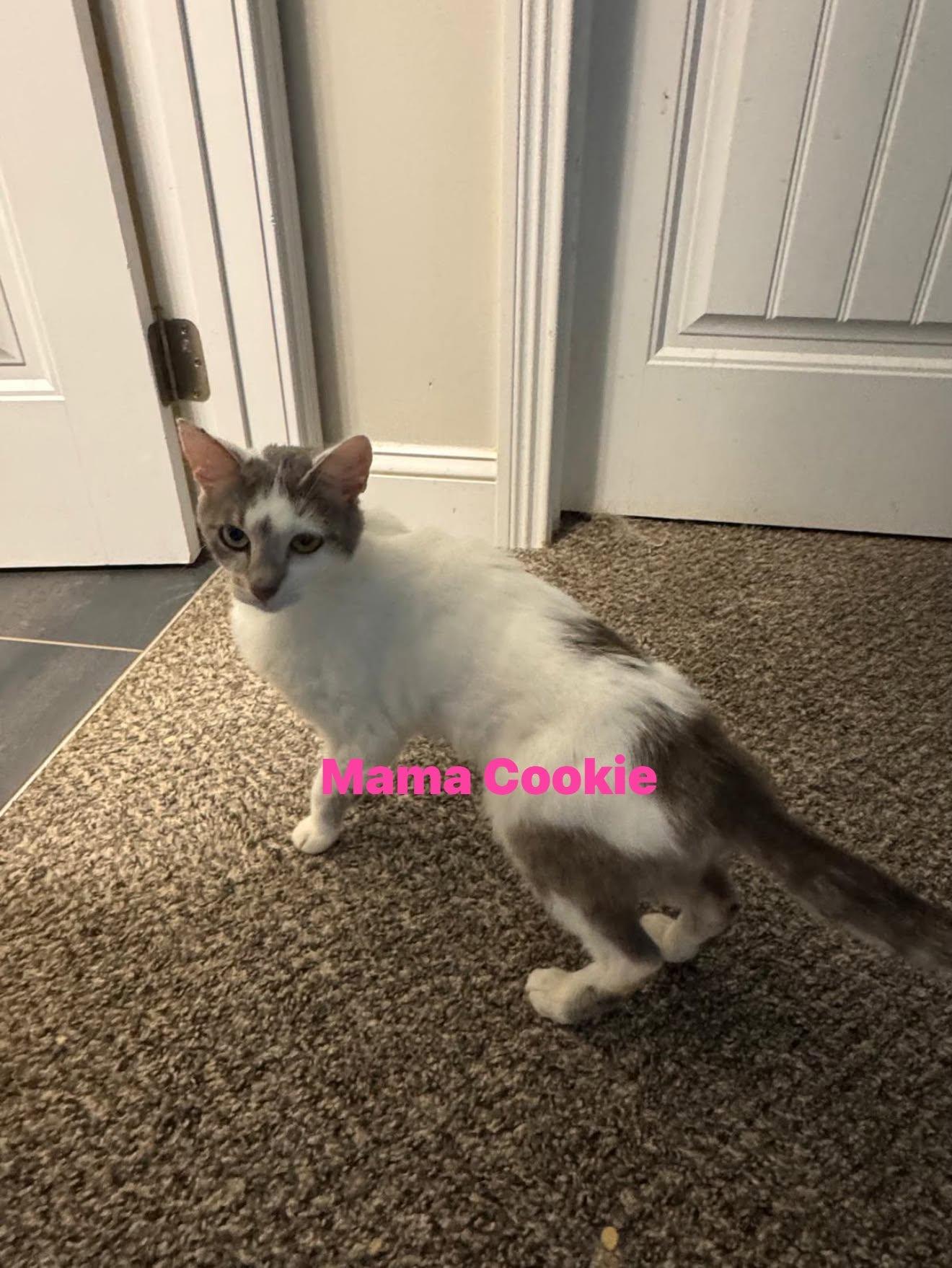 Enlarge Mama Cookie, a ADOPTABLE Domestic Short Hair in Clarksville, TN image 1/1