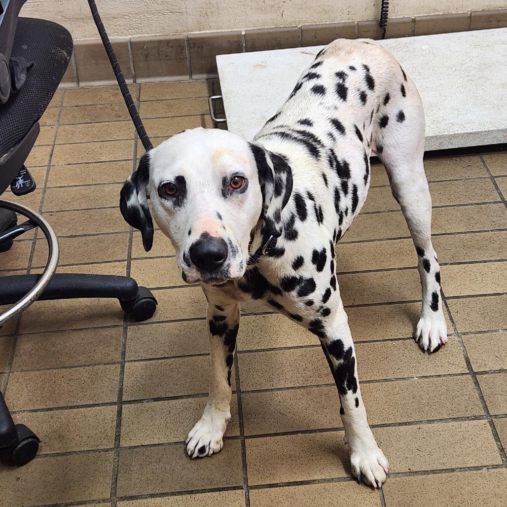 Dalmatians for Adoption in Bennsville, Maryland | Petfinder