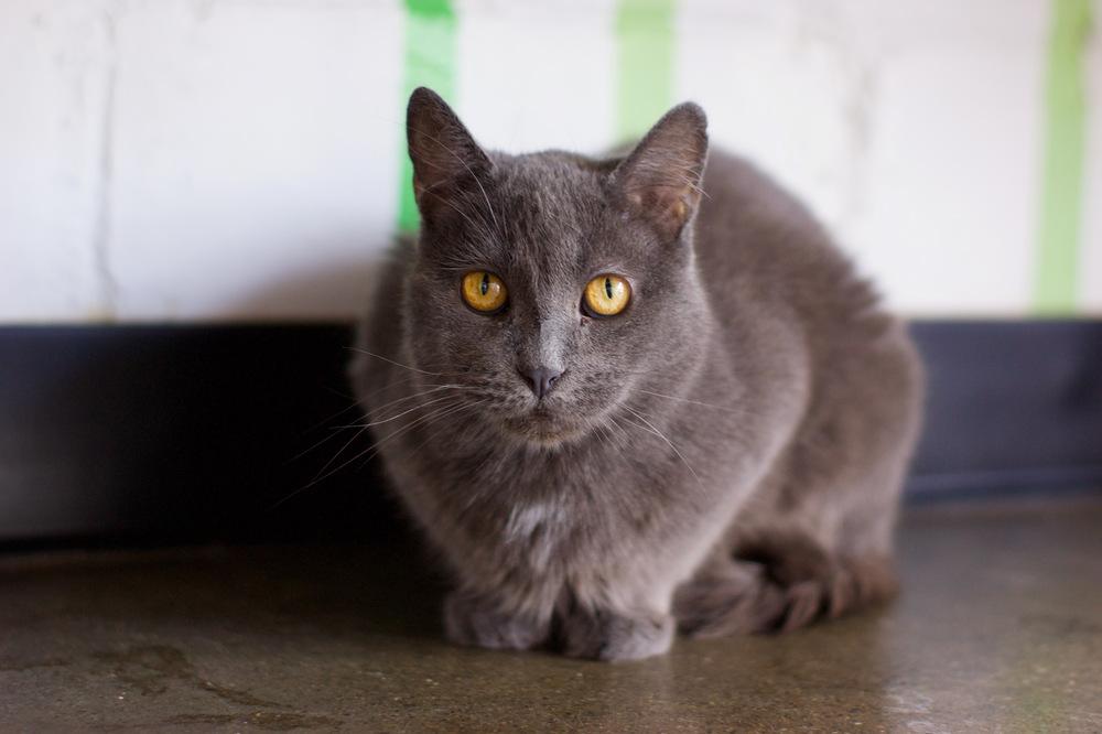 Enlarge Carley, a Adoptable Domestic Short Hair in Ferndale, MI image 1/6