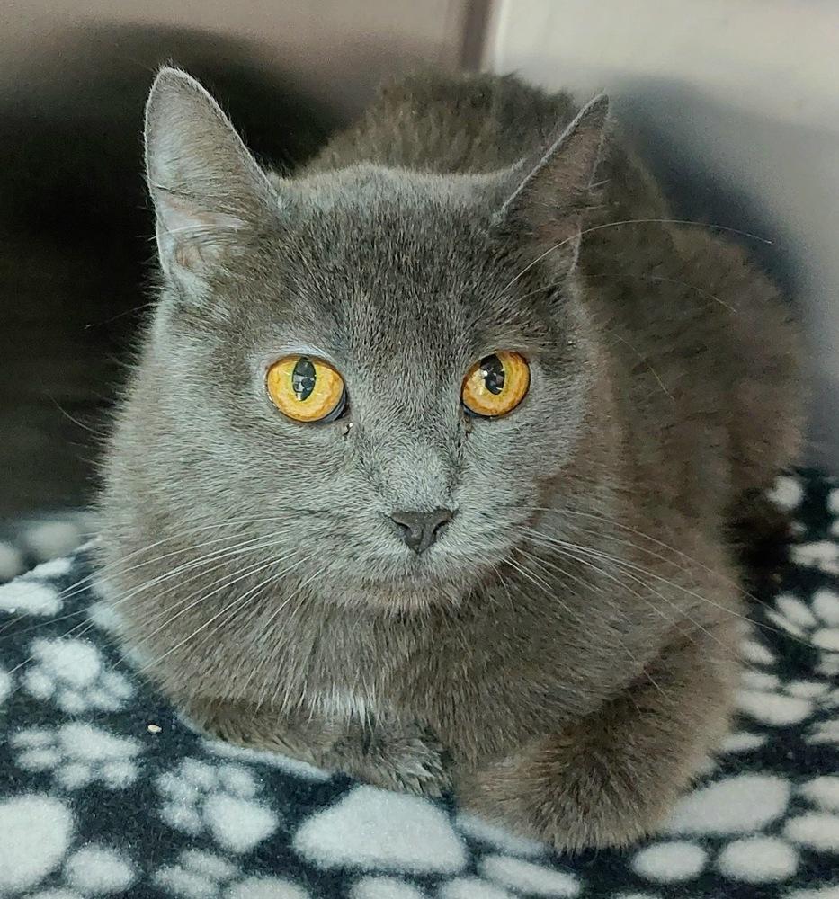 Enlarge Carley, a Adoptable Domestic Short Hair in Ferndale, MI image 1/5